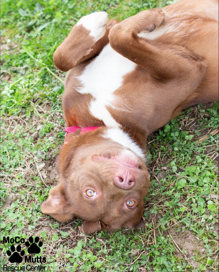Enlarge Cinnamon, a ADOPTABLE Mixed Breed in Sunbright, TN image 1/3