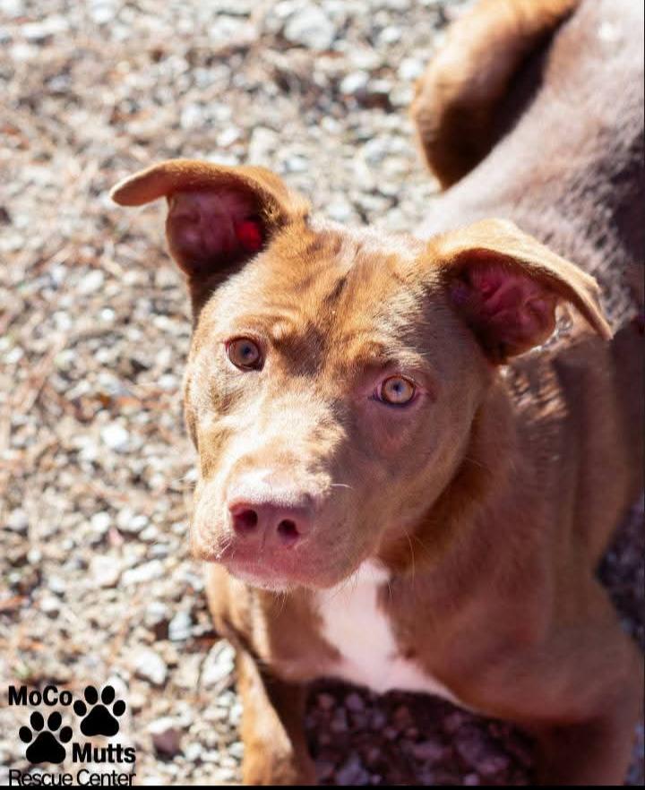 Enlarge Cinnamon, a ADOPTABLE Mixed Breed in Sunbright, TN image 2/3