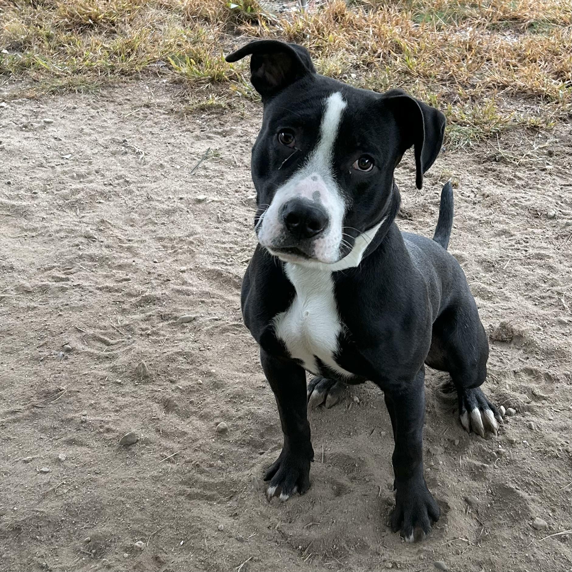 Kairo, Adoptable, Adult Male Pit Bull Terrier.