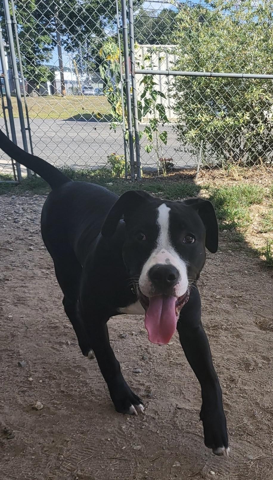 Kairo, Adoptable, Adult Male Pit Bull Terrier.