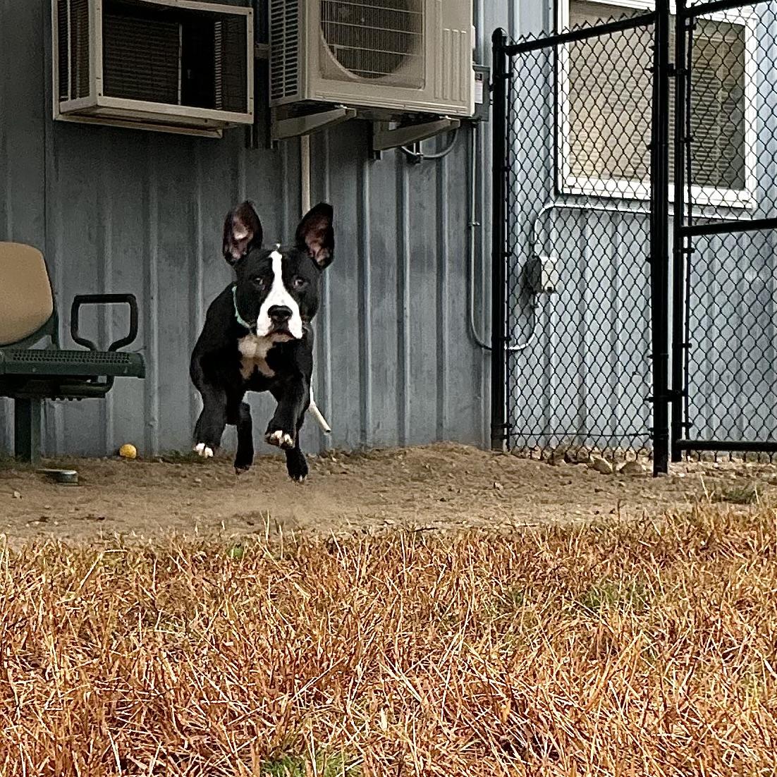 Kairo, a Adoptable mixed breed in Westfield, MA image 3/3