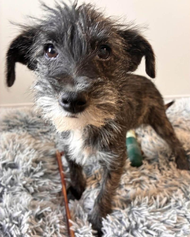 Sibel, Adoptable, Puppy Female Terrier.