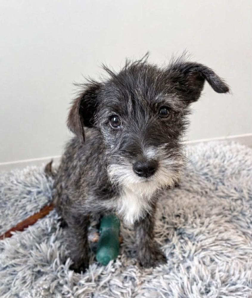 Enlarge Sibel, a Adoptable mixed breed in Boulder, CO image 2/4