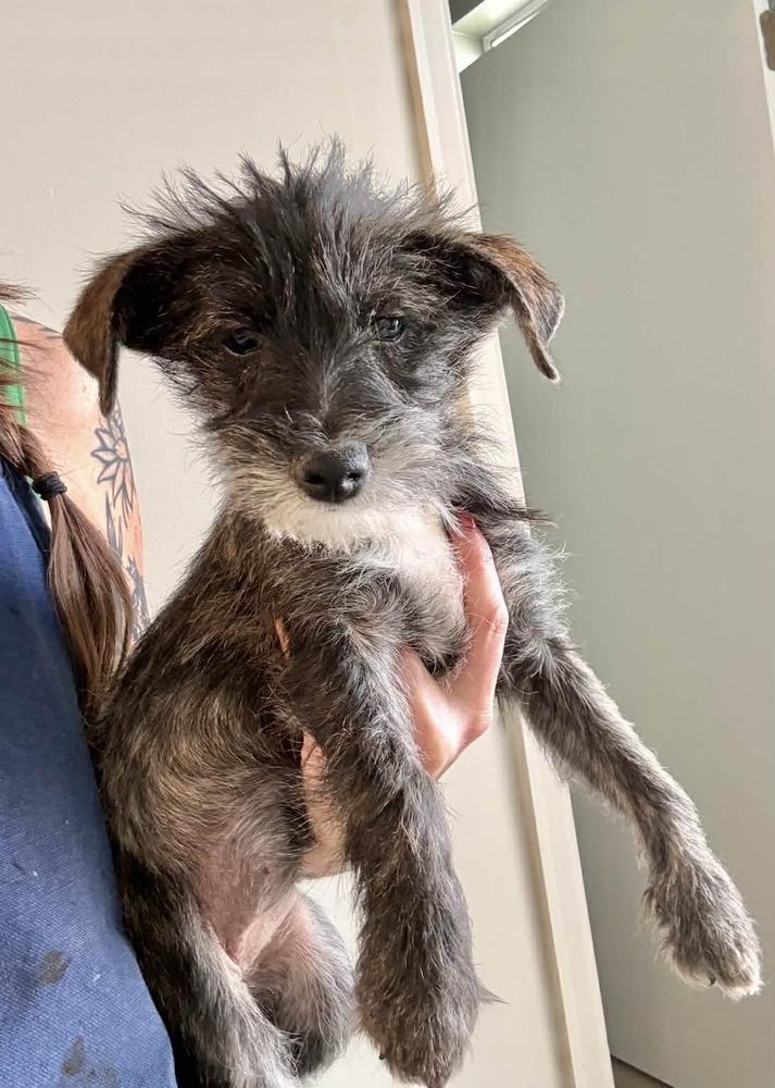 Enlarge Sibel, a Adoptable mixed breed in Boulder, CO image 3/4