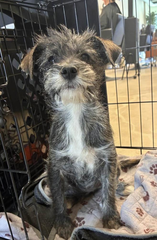 Enlarge Sibel, a Adoptable mixed breed in Boulder, CO image 4/4