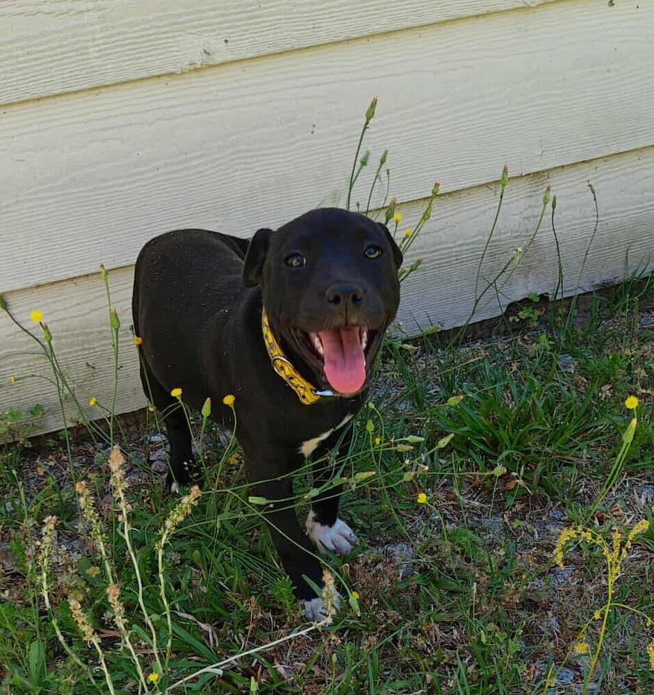 Cricket, Adoptable, Puppy Female Labrador Retriever & Terrier.