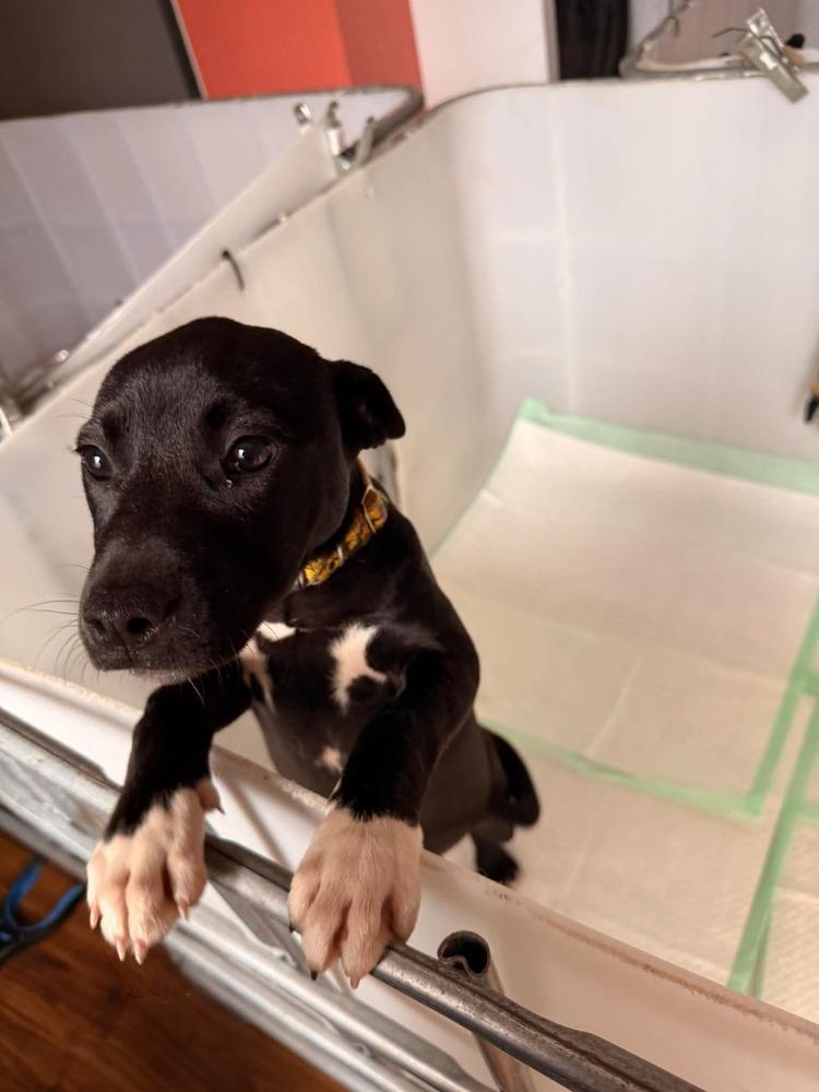 Enlarge Cricket, a Adoptable mixed breed in Sumter, SC image 2/6