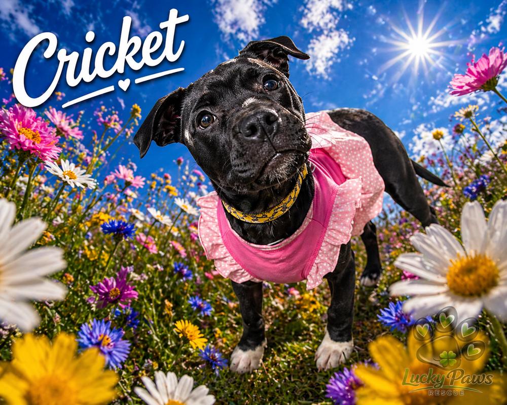 Enlarge Cricket, a Adoptable mixed breed in Sumter, SC image 3/6