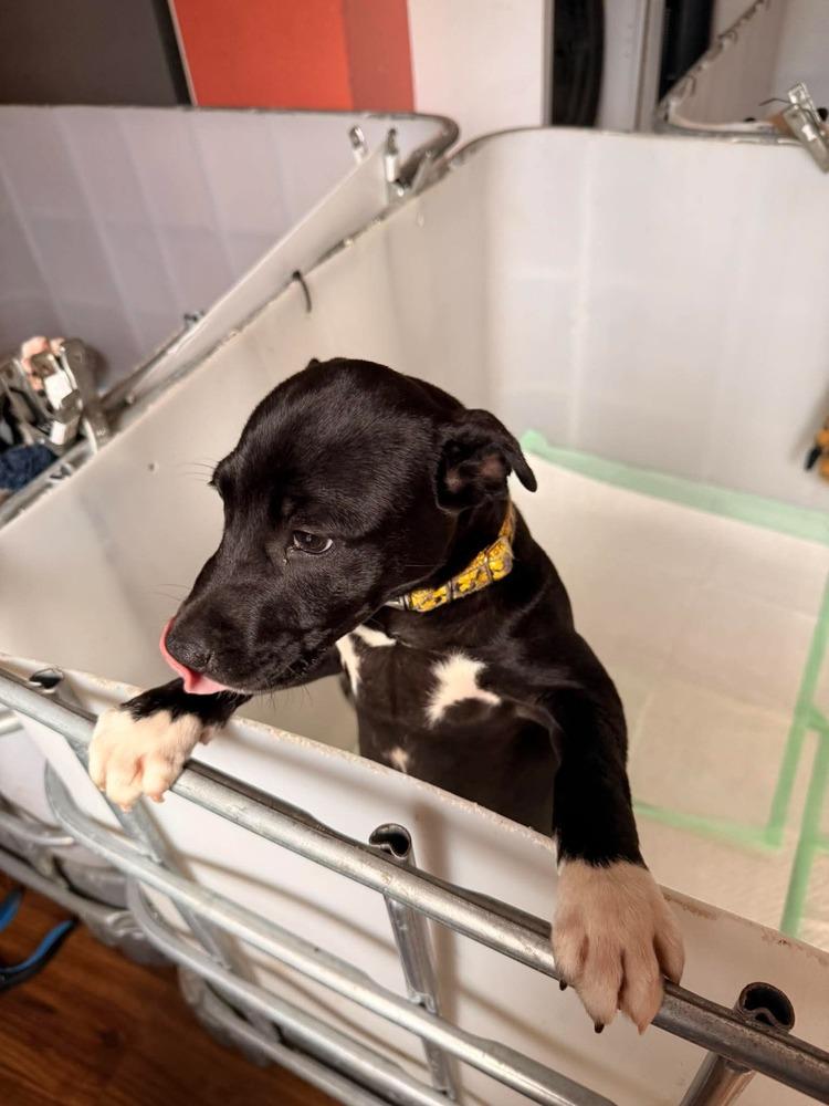 Enlarge Cricket, a Adoptable mixed breed in Sumter, SC image 4/6