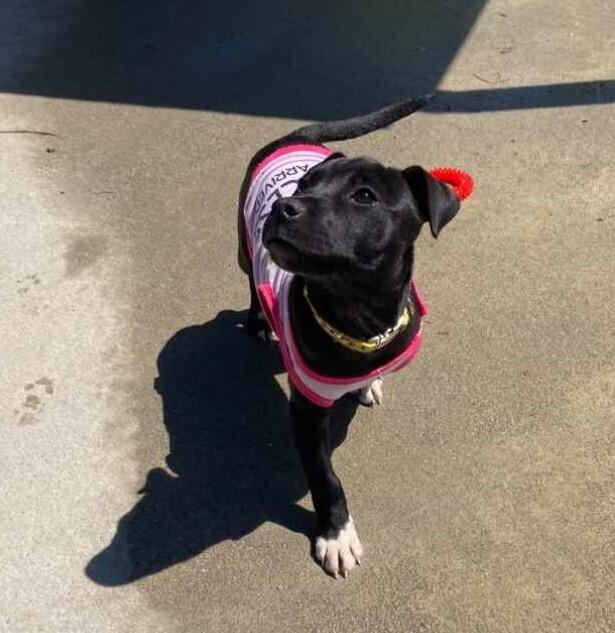 Enlarge Cricket, a Adoptable mixed breed in Sumter, SC image 5/6