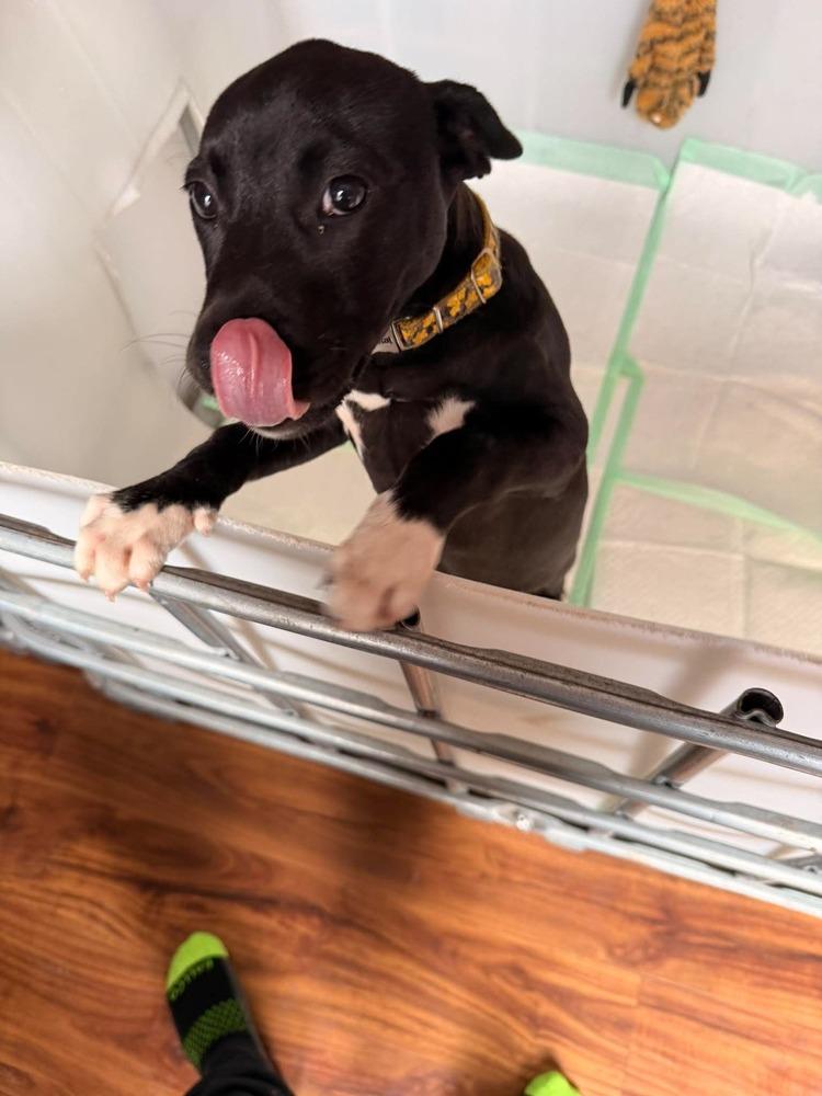 Enlarge Cricket, a Adoptable mixed breed in Sumter, SC image 6/6