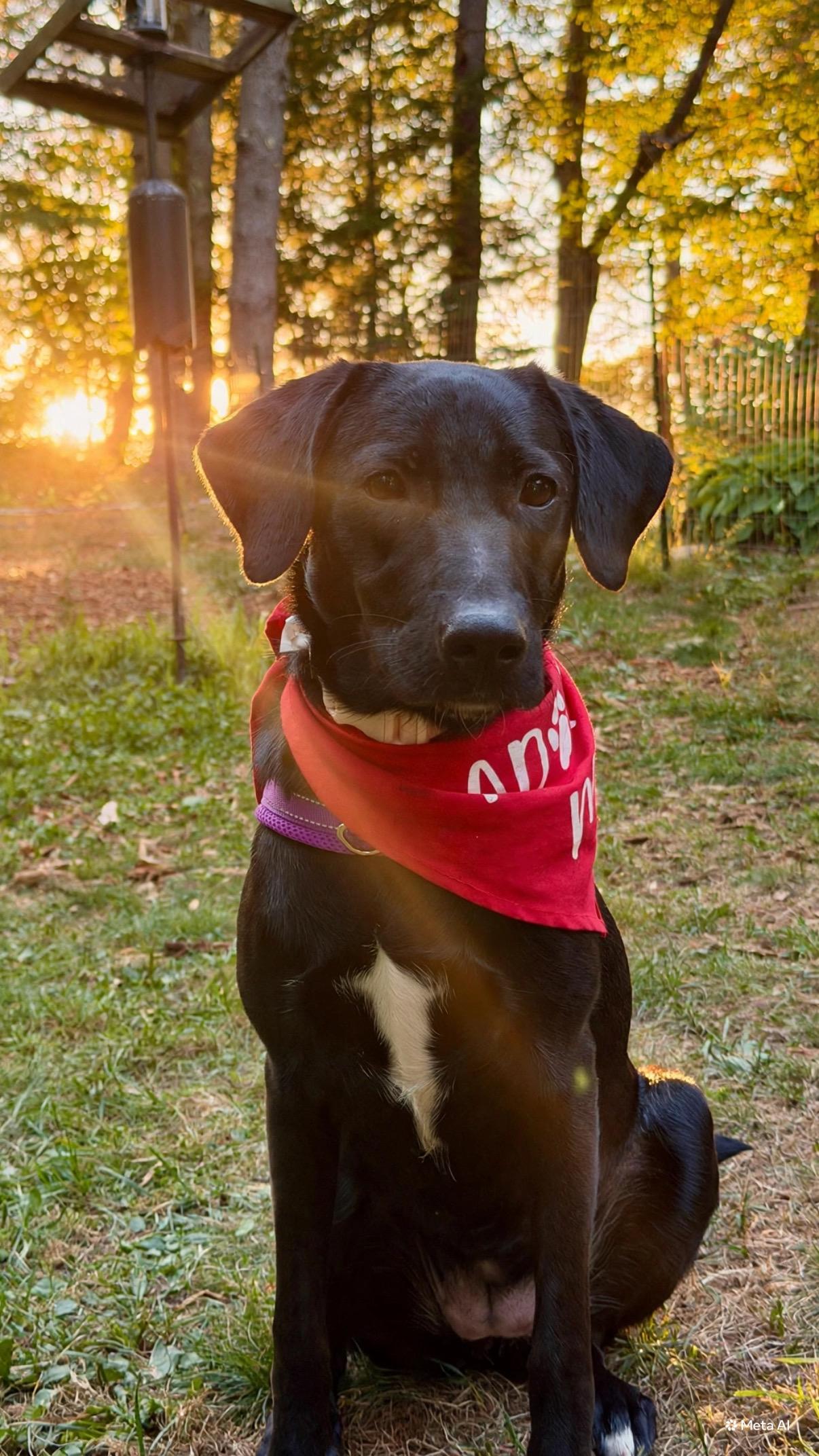 Enlarge Daisy, a Adoptable mixed breed in Brunswick, ME image 4/5