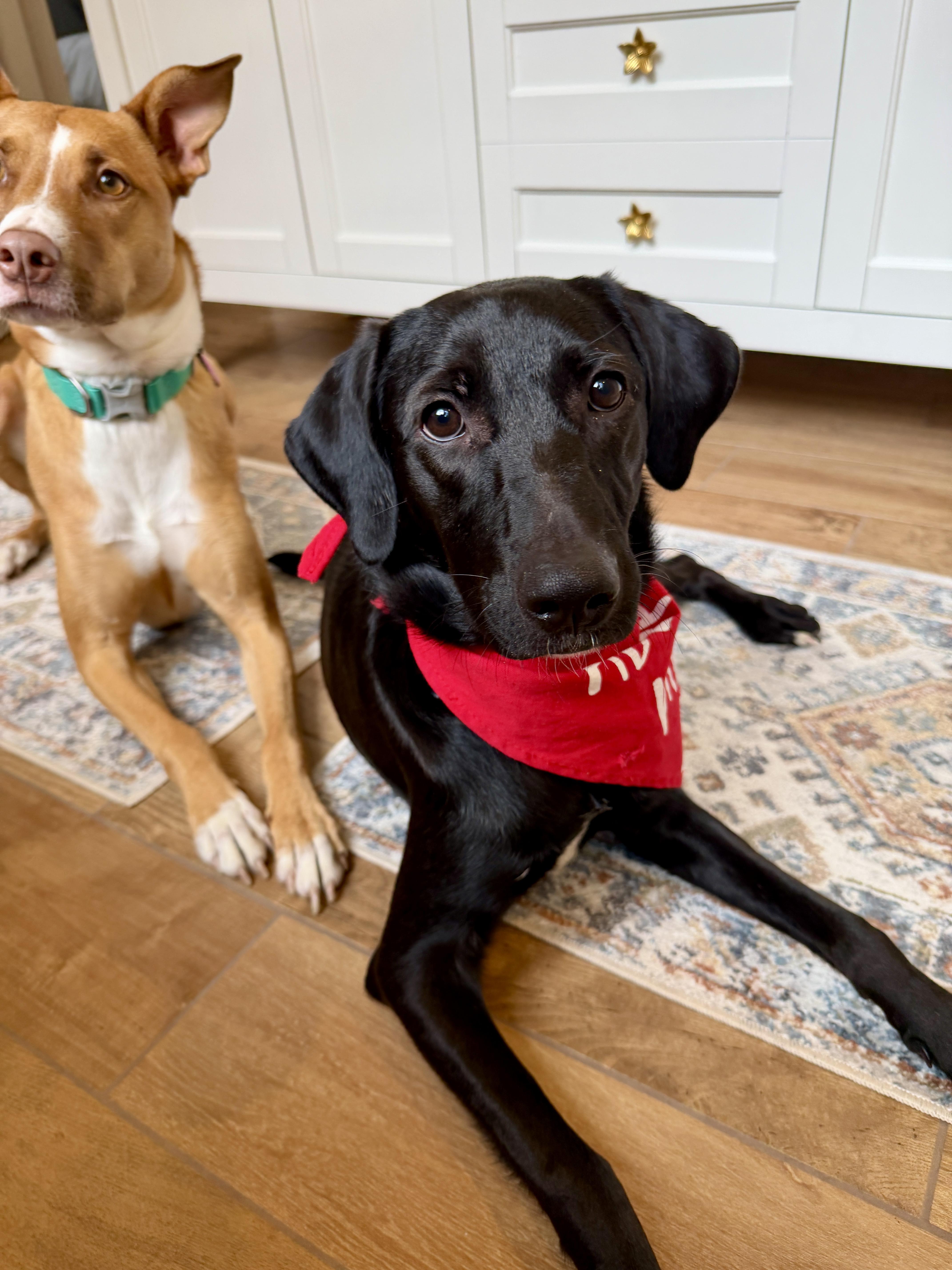 Enlarge Daisy, a Adoptable mixed breed in Brunswick, ME image 3/5