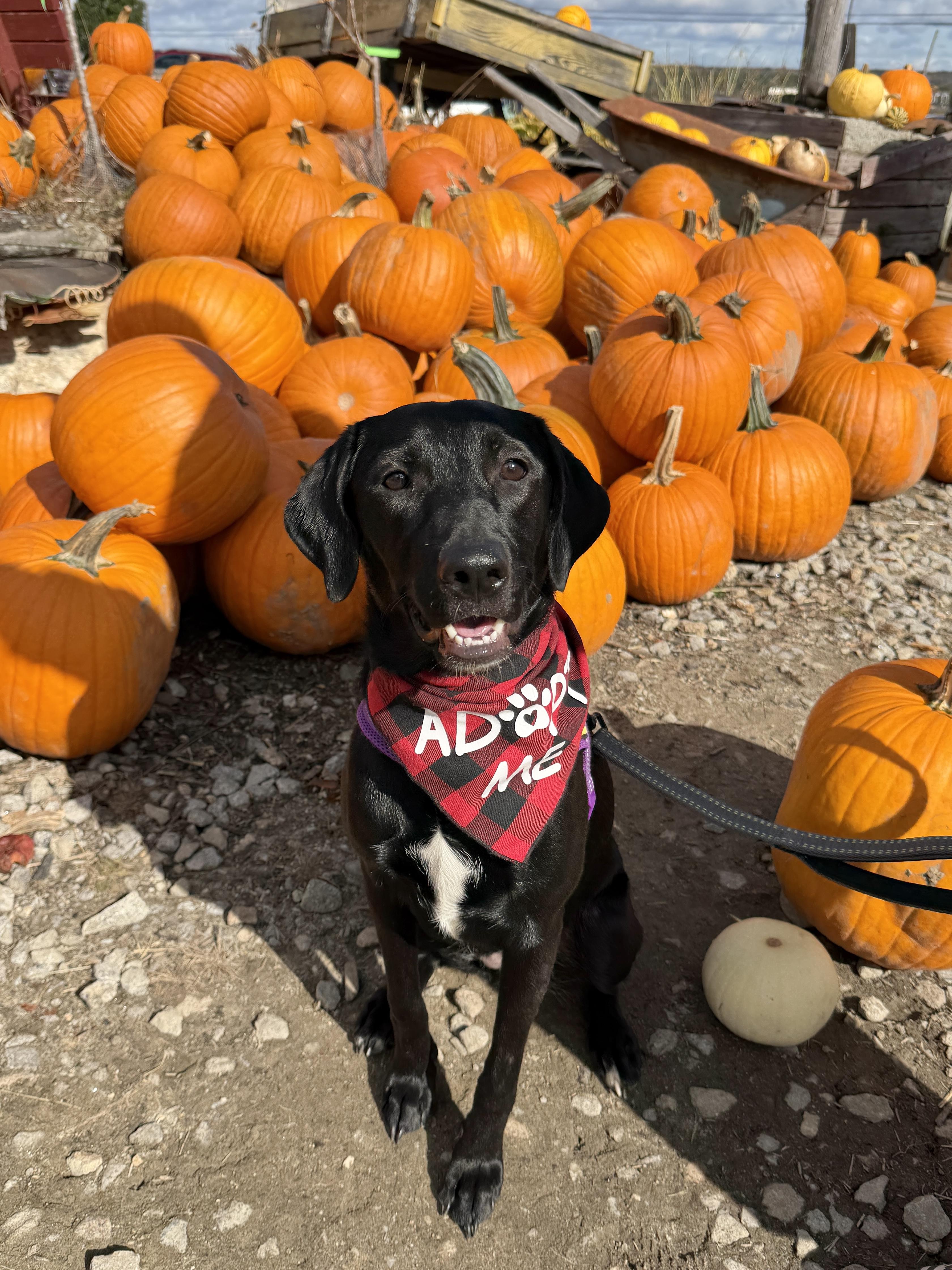 Enlarge Daisy, a Adoptable mixed breed in Brunswick, ME image 3/6