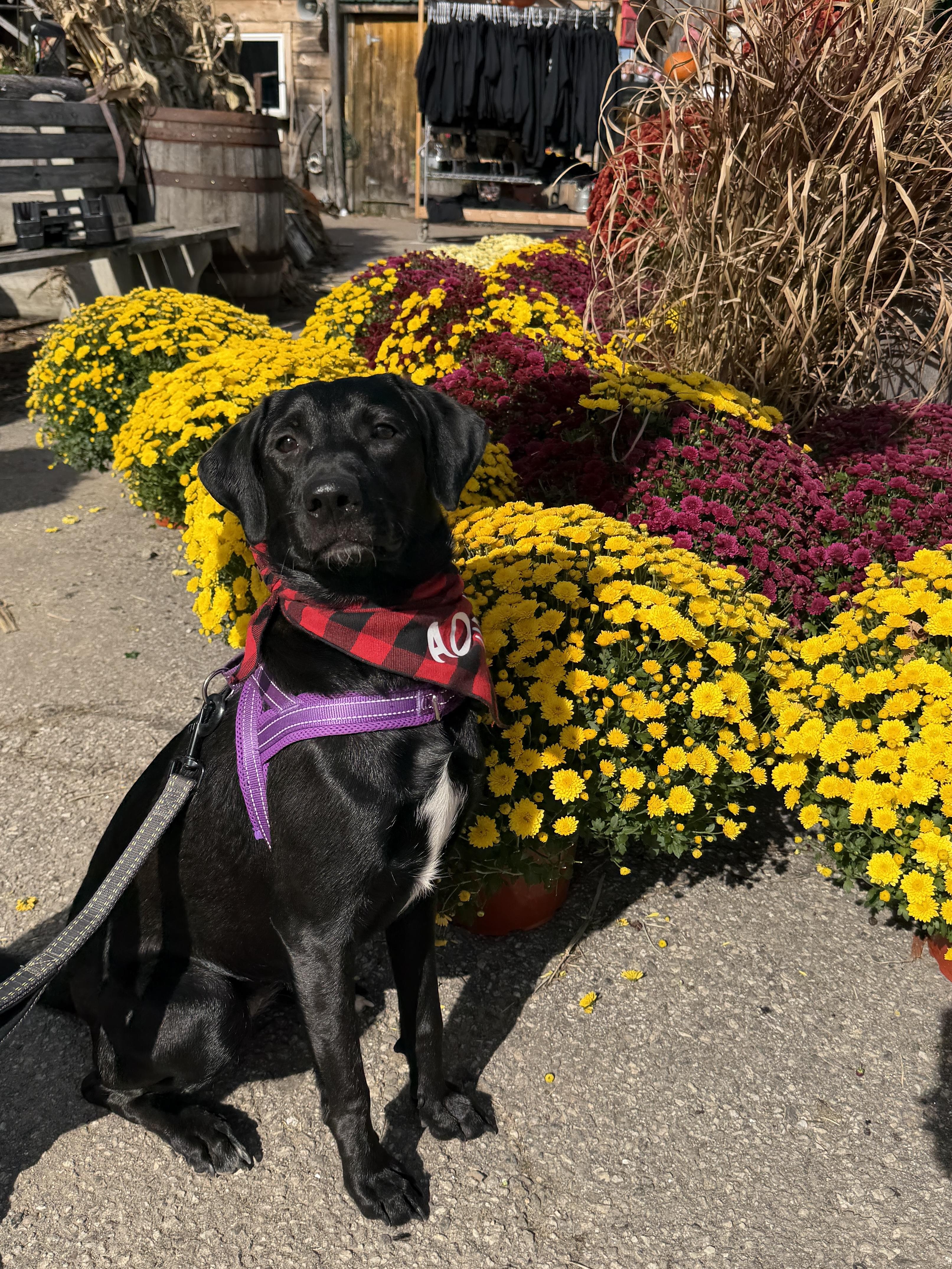 Enlarge Daisy, a Adoptable mixed breed in Brunswick, ME image 2/6