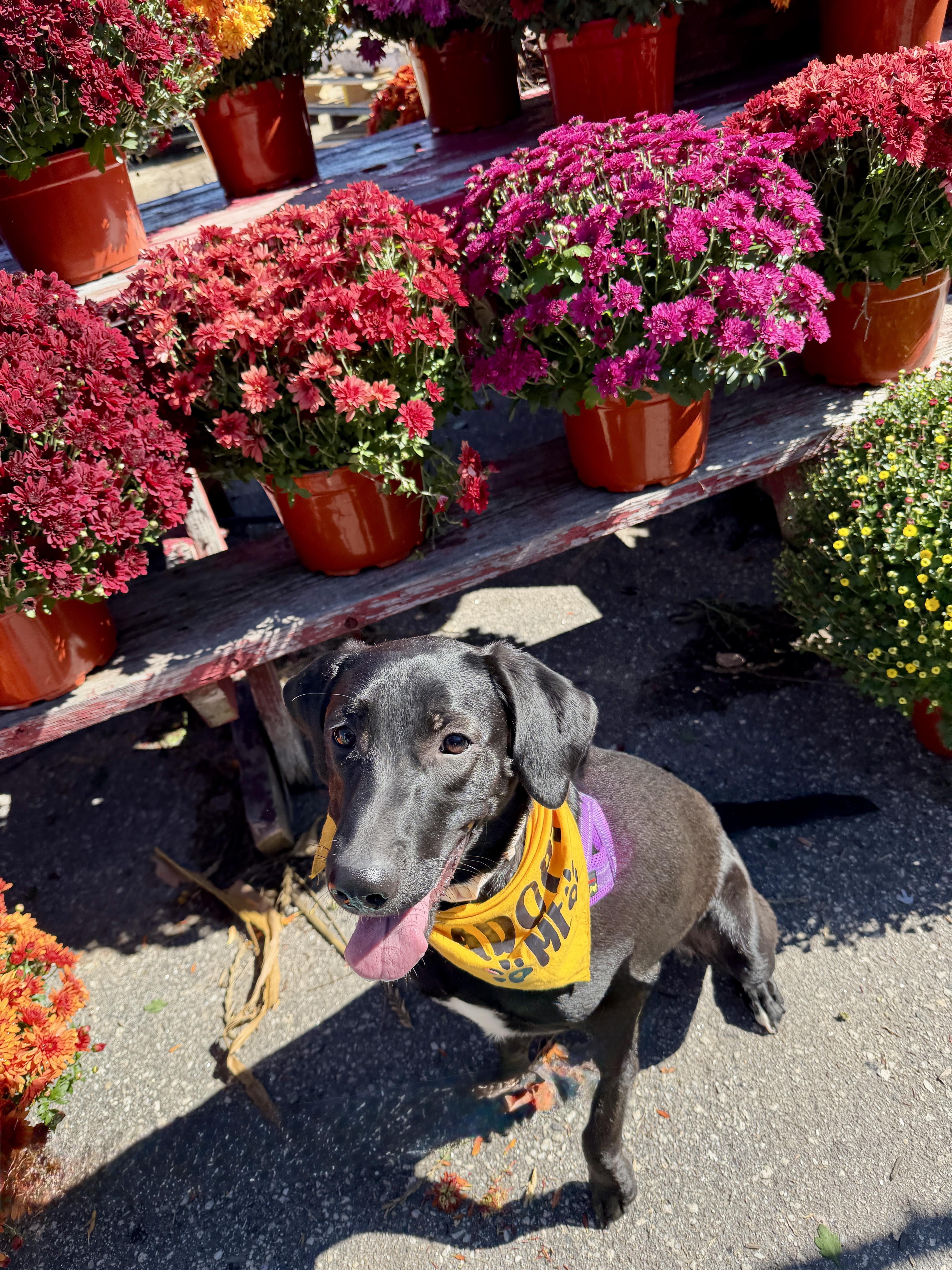 Enlarge Daisy, a Adoptable mixed breed in Brunswick, ME image 2/6