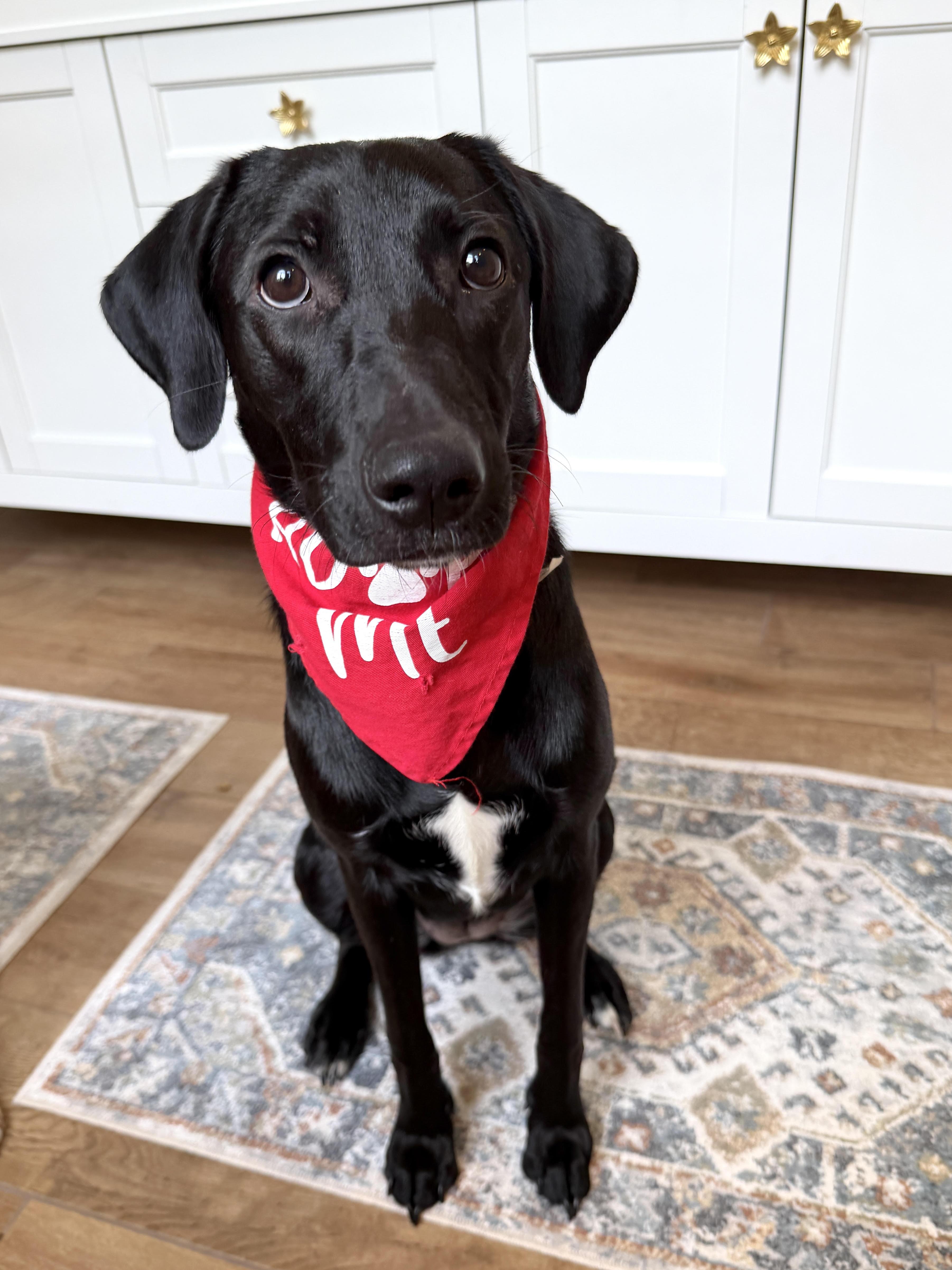 Enlarge Daisy, a Adoptable mixed breed in Brunswick, ME image 1/5