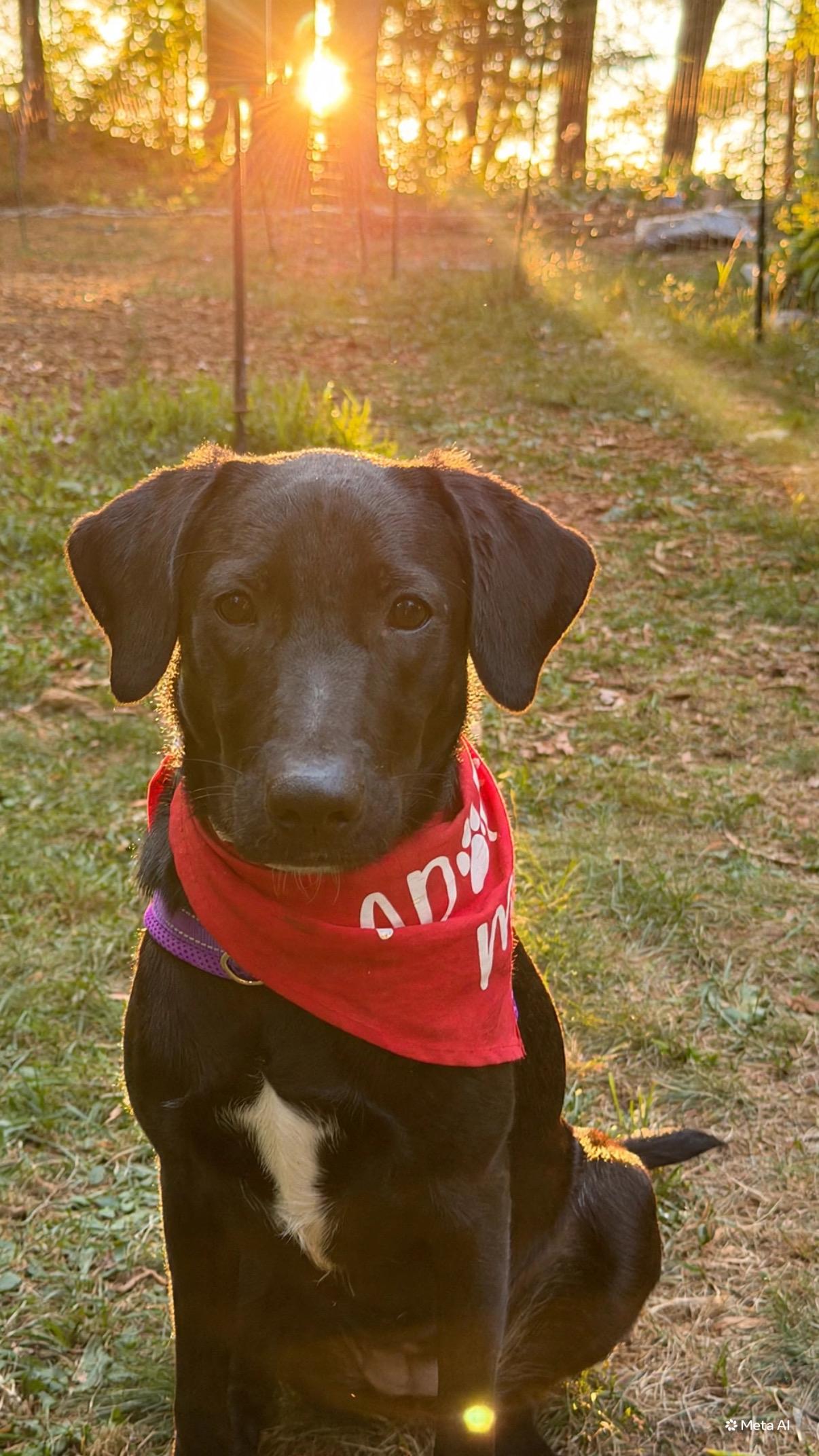 Enlarge Daisy, a Adoptable mixed breed in Brunswick, ME image 5/5