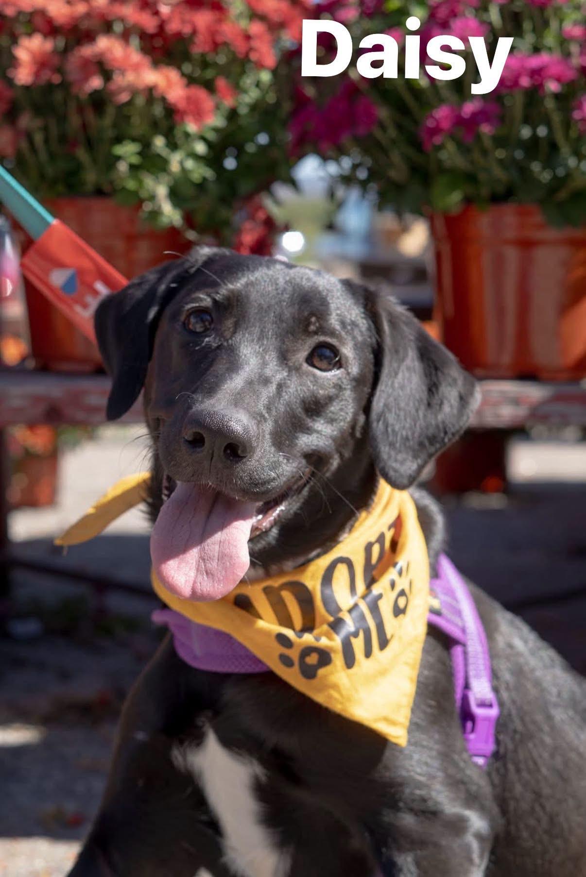 Enlarge Daisy, a Adoptable mixed breed in Brunswick, ME image 1/6