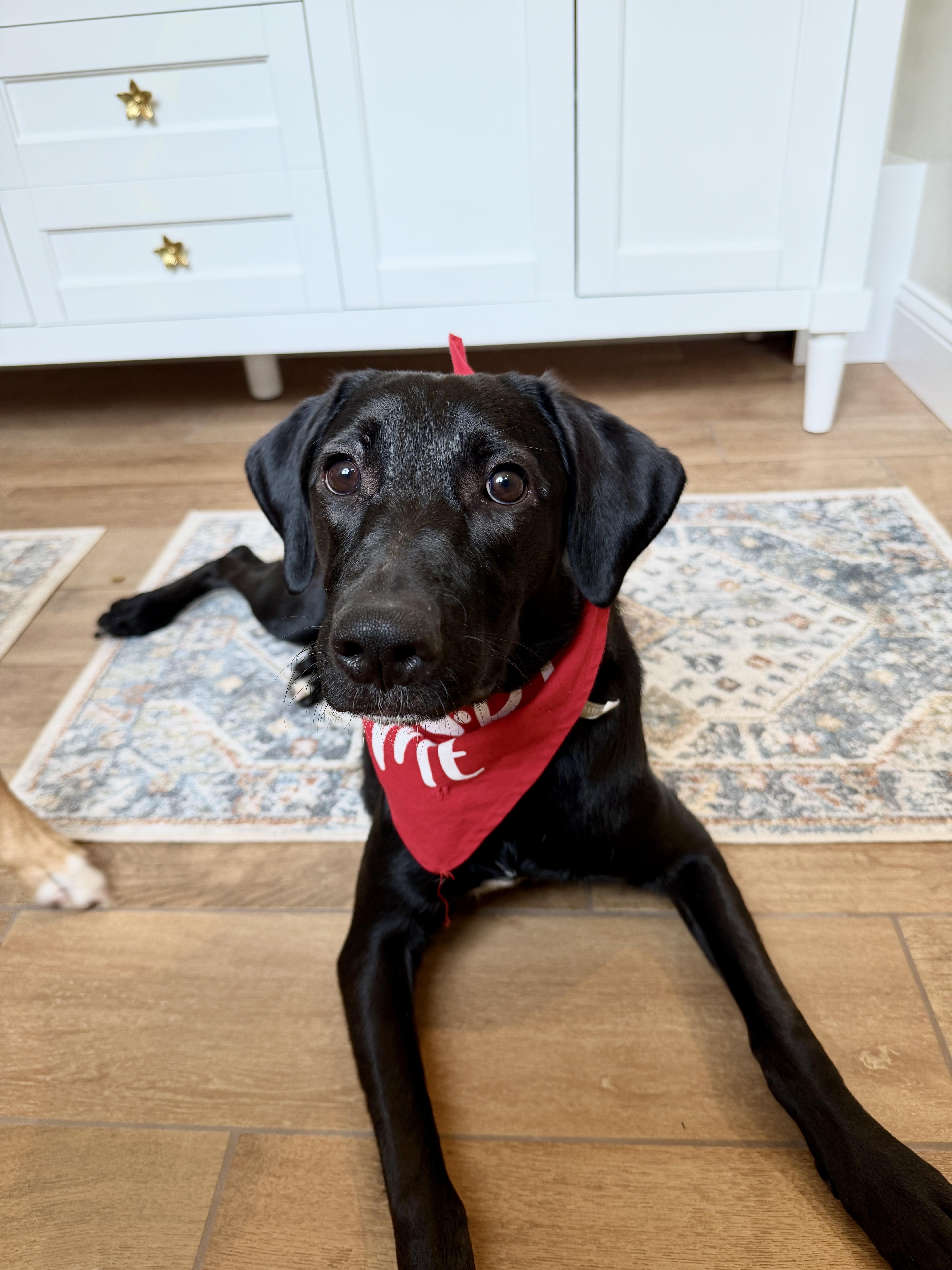 Enlarge Daisy, a Adoptable mixed breed in Brunswick, ME image 2/5