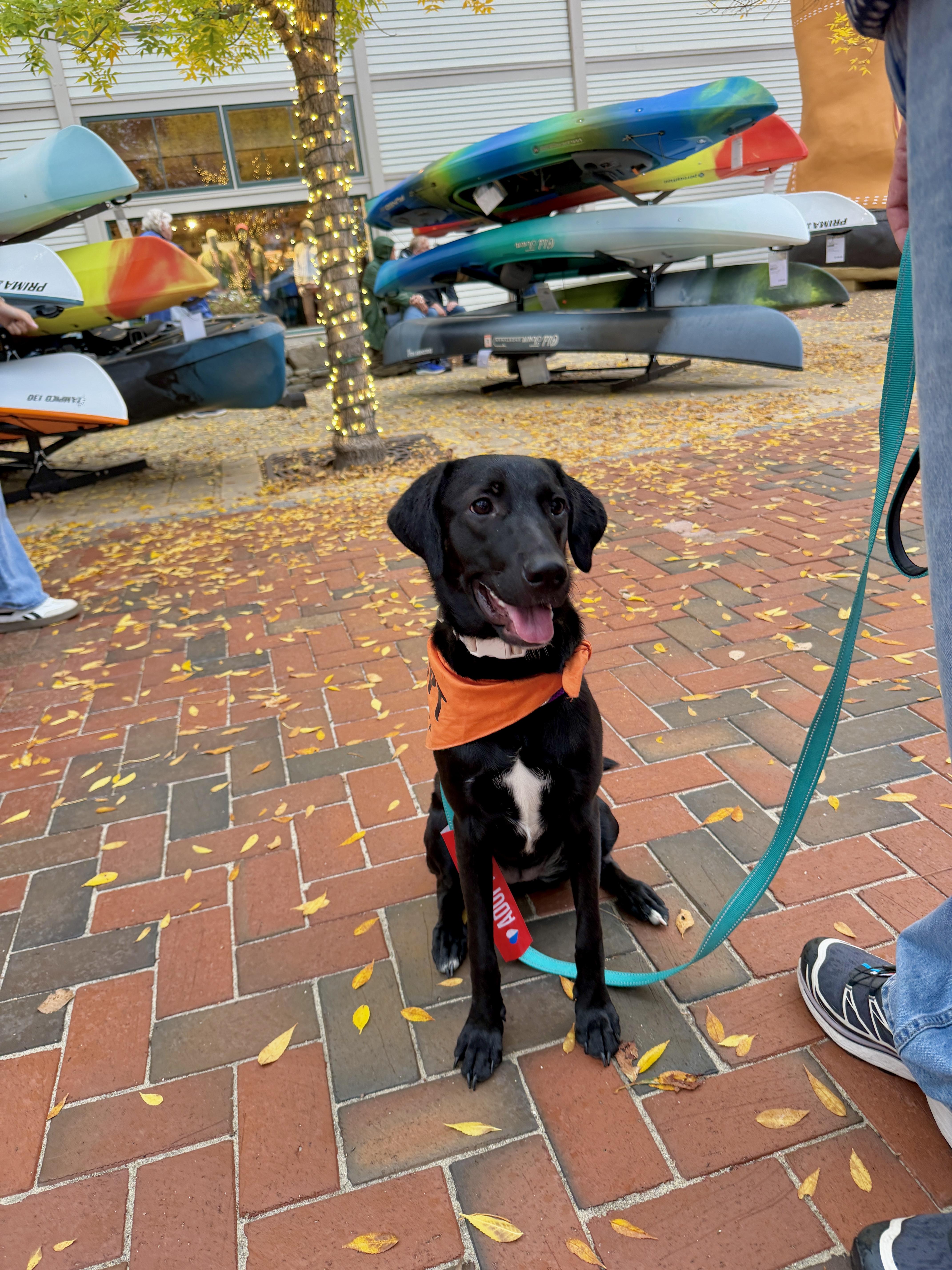 Daisy, Adoptable, Young Female Black Labrador Retriever.