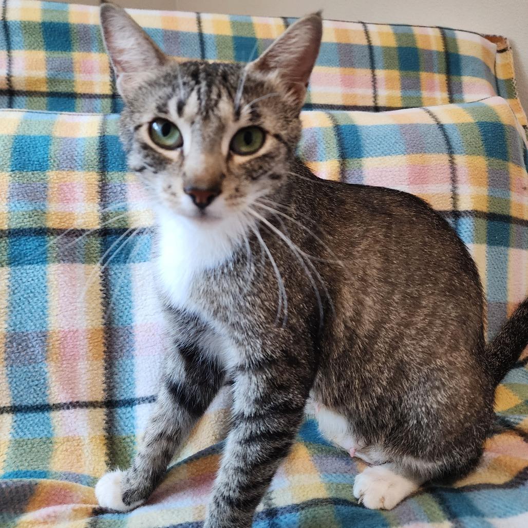 Enlarge WILLA, a Adoptable American Shorthair in Graham, WA image 3/4