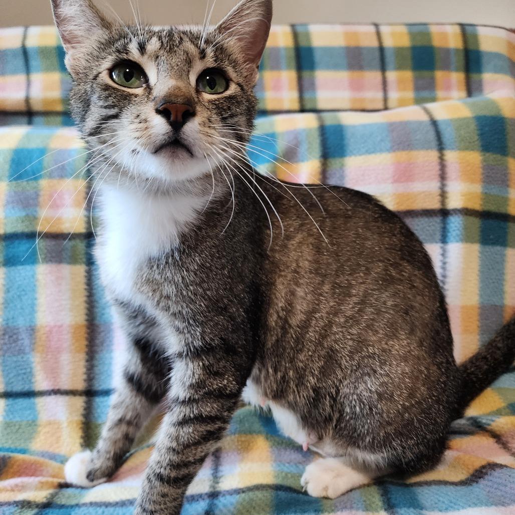 WILLA, Adoptable, Adult Female American Shorthair.