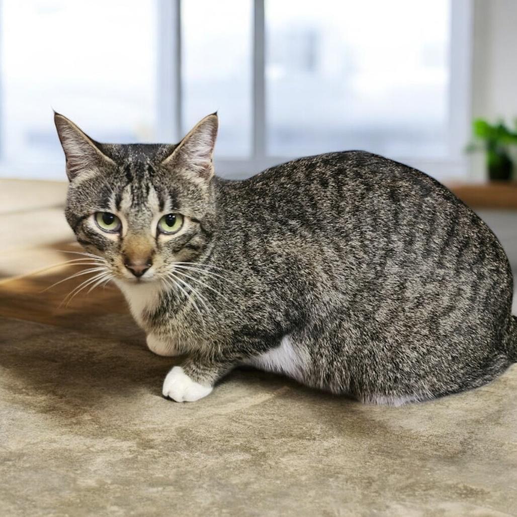 Enlarge WILLA, a Adoptable American Shorthair in Graham, WA image 2/4