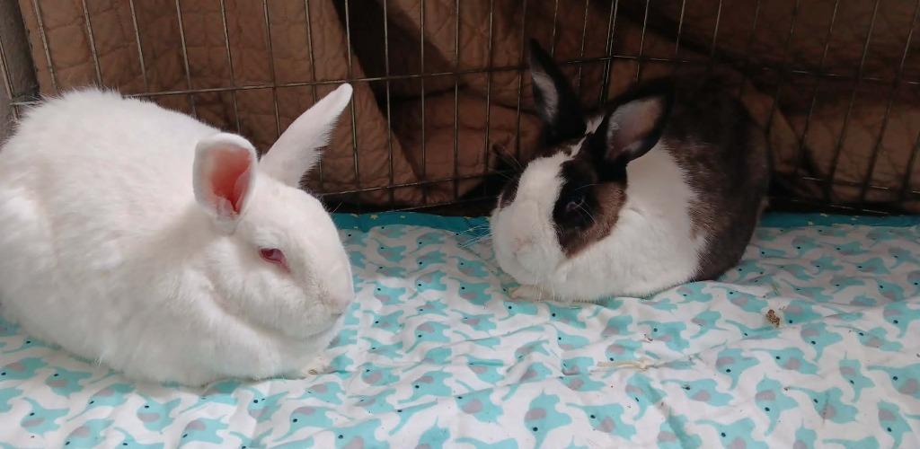 Pearly, Adoptable, Adult Female American.