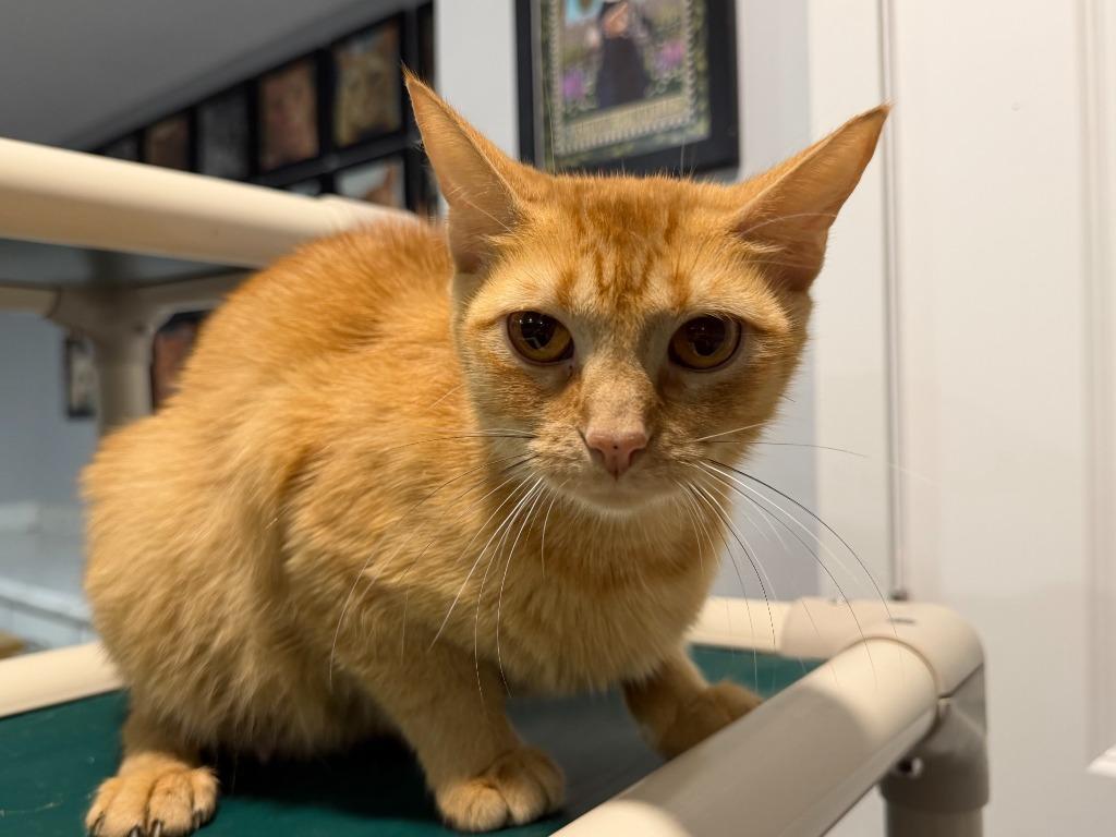 Enlarge Alice, a Adoptable Tabby in Powell, OH image 1/1