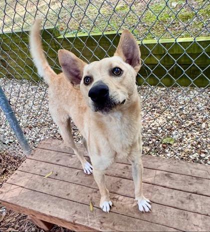Dune, Adoptable, Young Male Shepherd & Mixed Breed.