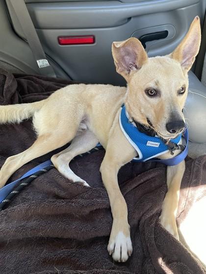 Dune, a Adoptable mixed breed in Cumming, GA image 2/3