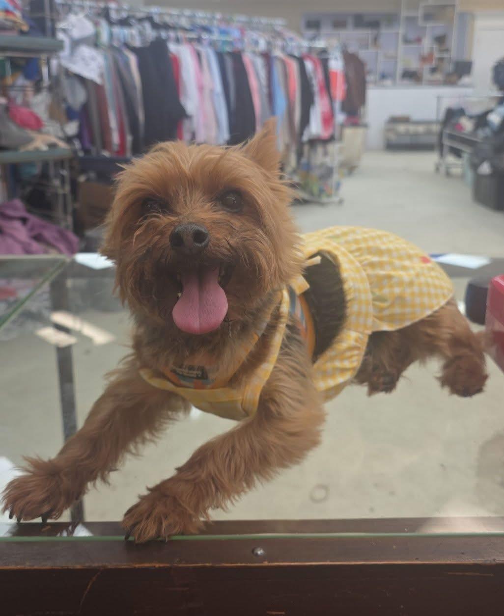 Enlarge Sassy, a Adopted Yorkshire Terrier in Broken Arrow, OK image 1/1