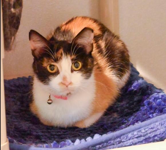 Enlarge Sue, a Adoptable Domestic Short Hair in Hampstead, NC image 1/3