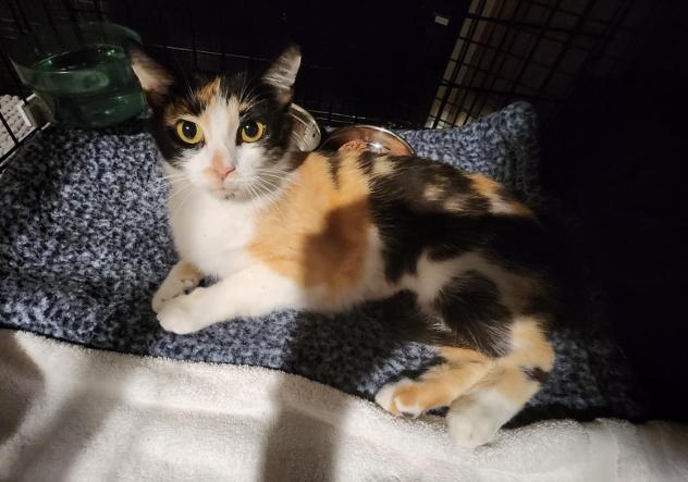 Sue, Adoptable, Adult Female Domestic Short Hair.