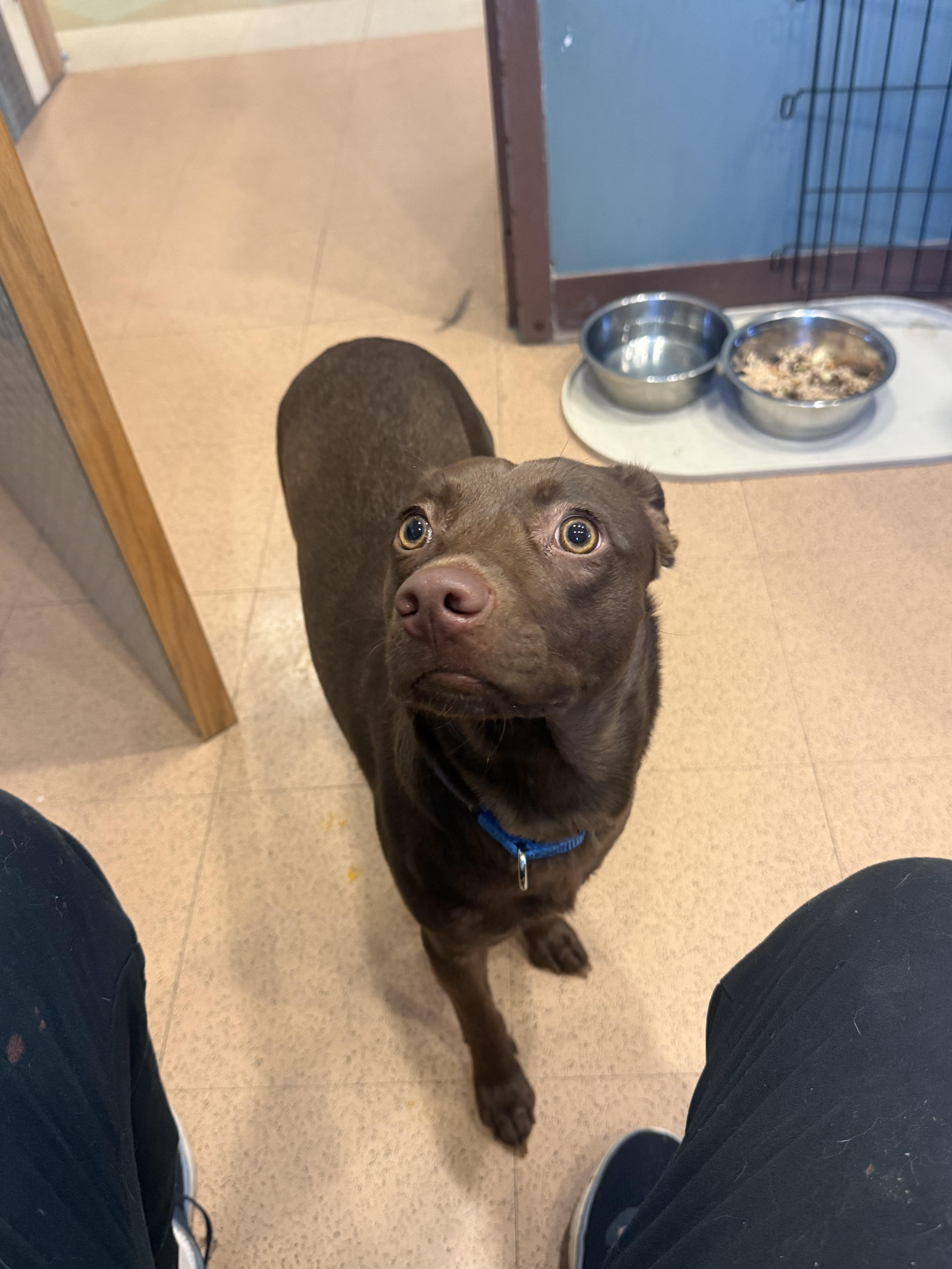 Enlarge Maple, a Adoptable mixed breed in Monroe, OH image 3/5