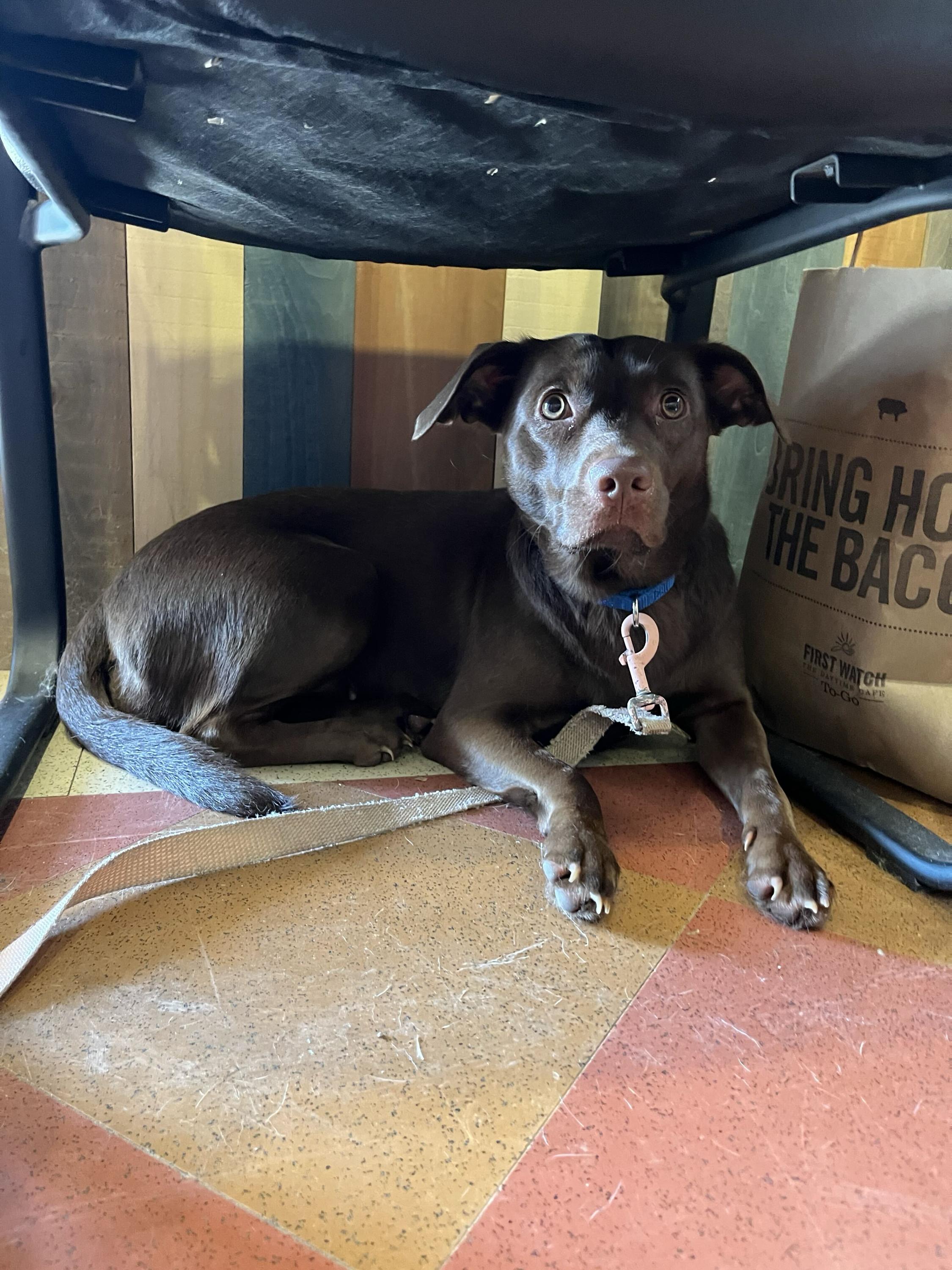 Enlarge Maple, a Adoptable mixed breed in Monroe, OH image 5/5