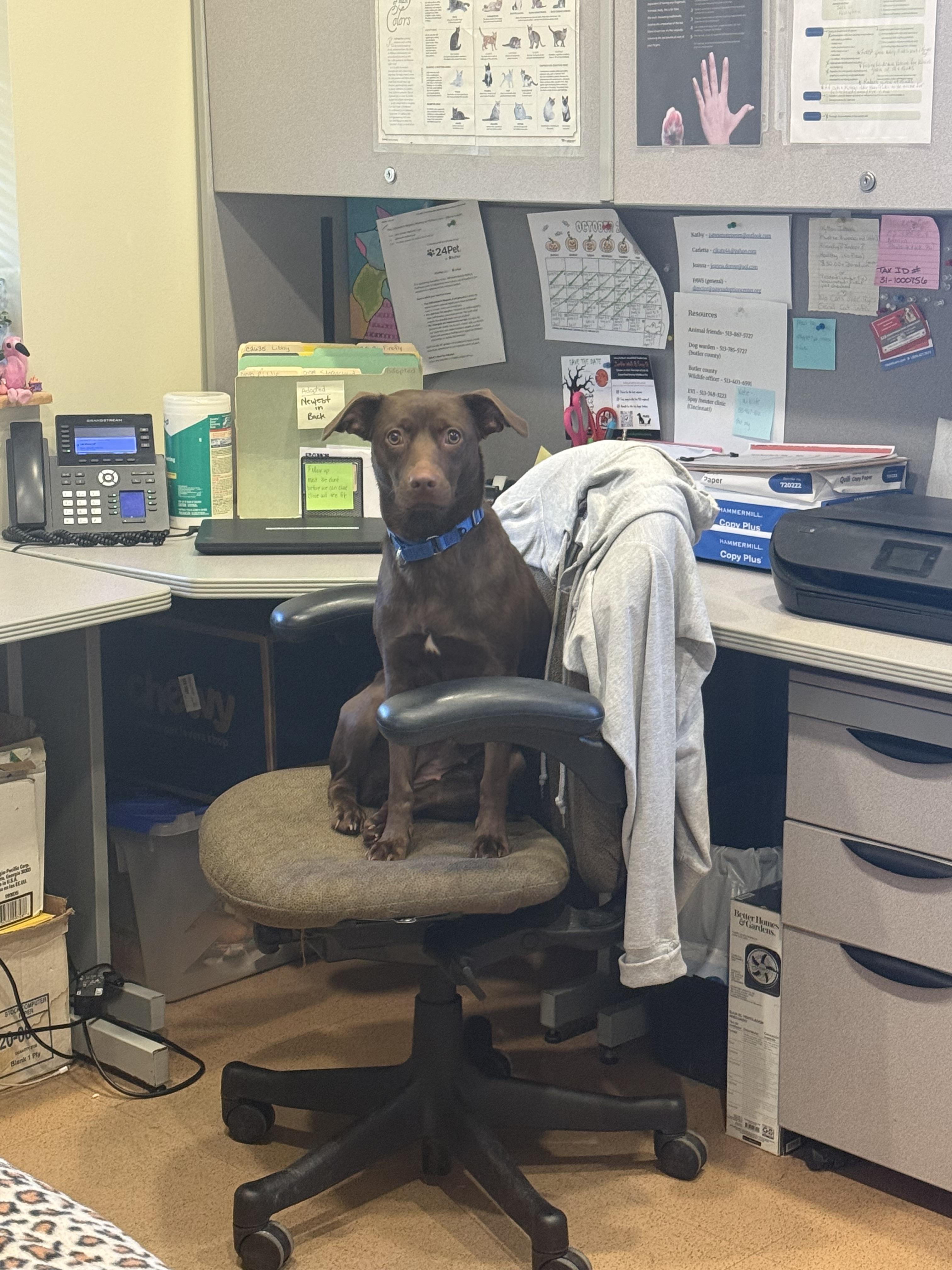Enlarge Maple, a Adoptable mixed breed in Monroe, OH image 4/5