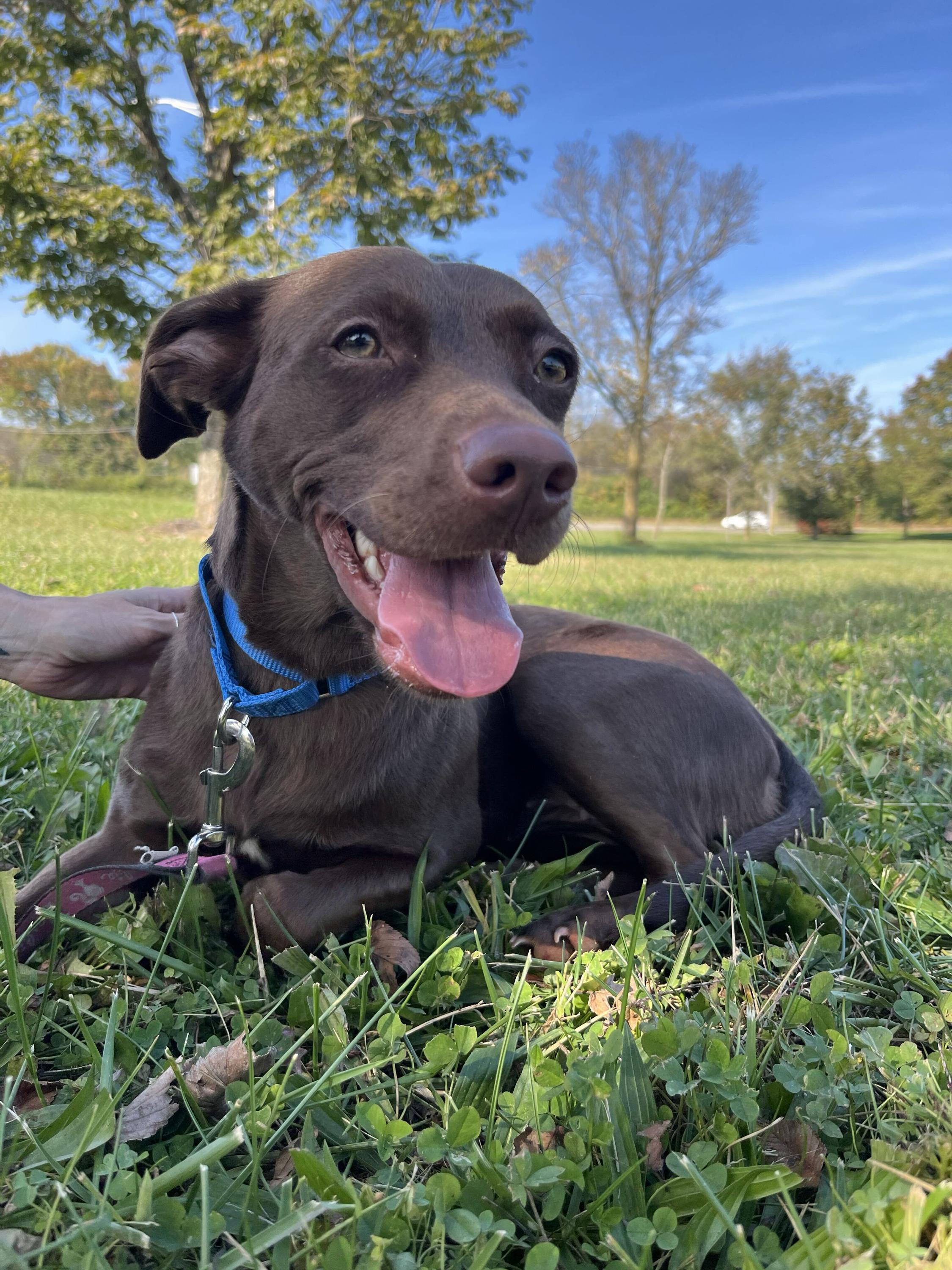 Enlarge Maple, a Adoptable mixed breed in Monroe, OH image 2/5