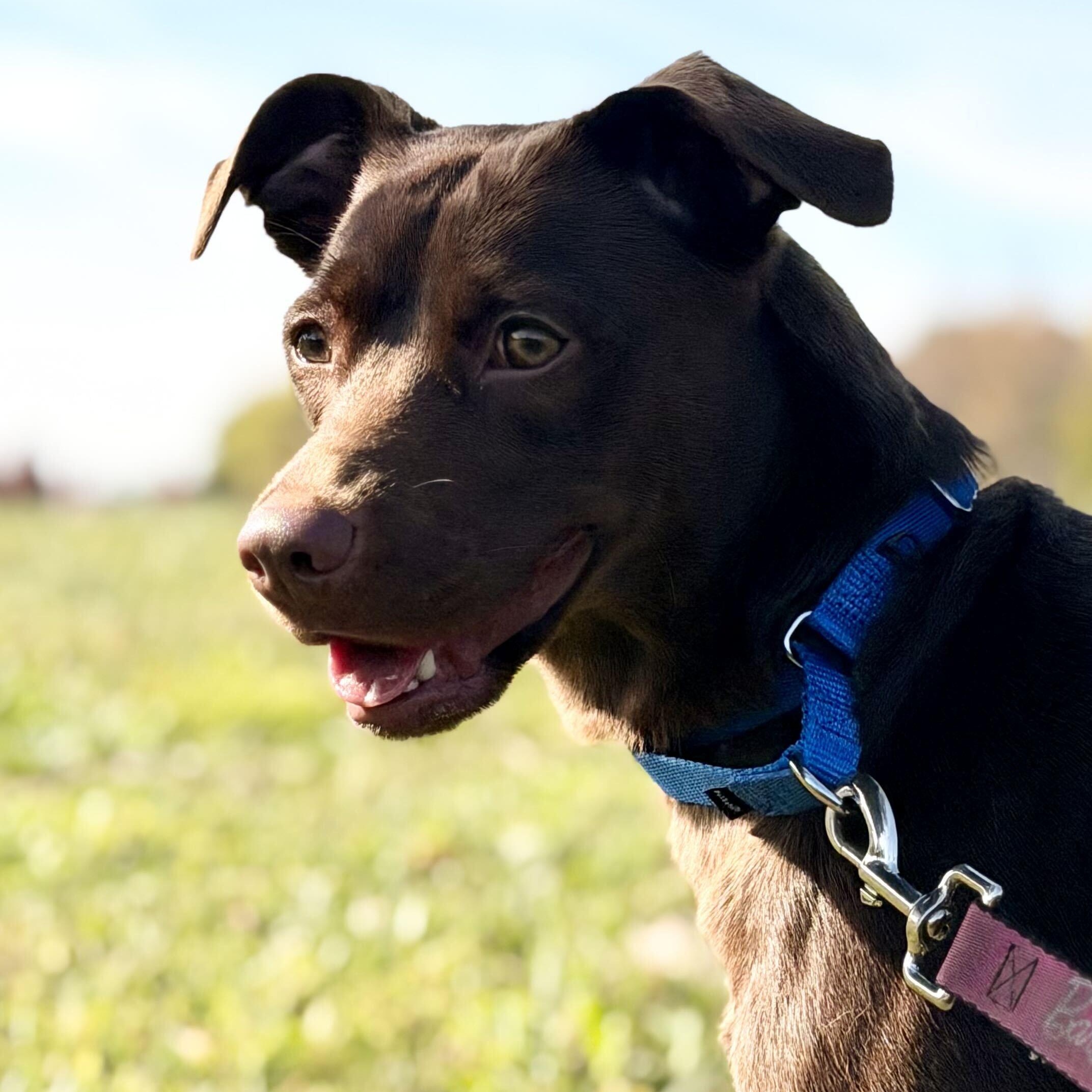Maple, Adoptable, Young Female Chocolate Labrador Retriever.