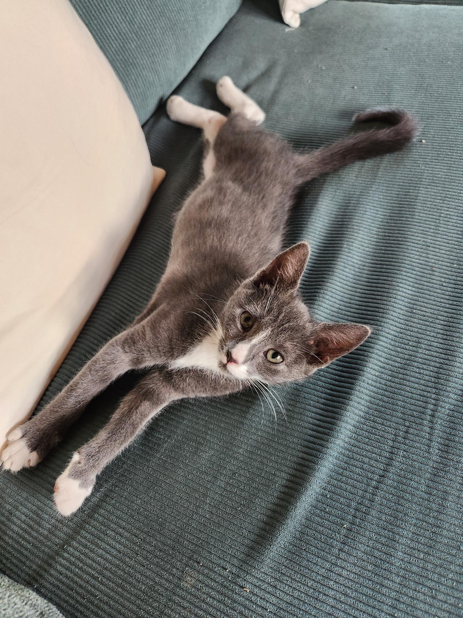 Enlarge Petey, a Adoptable Domestic Short Hair in Turnersville, NJ image 5/6