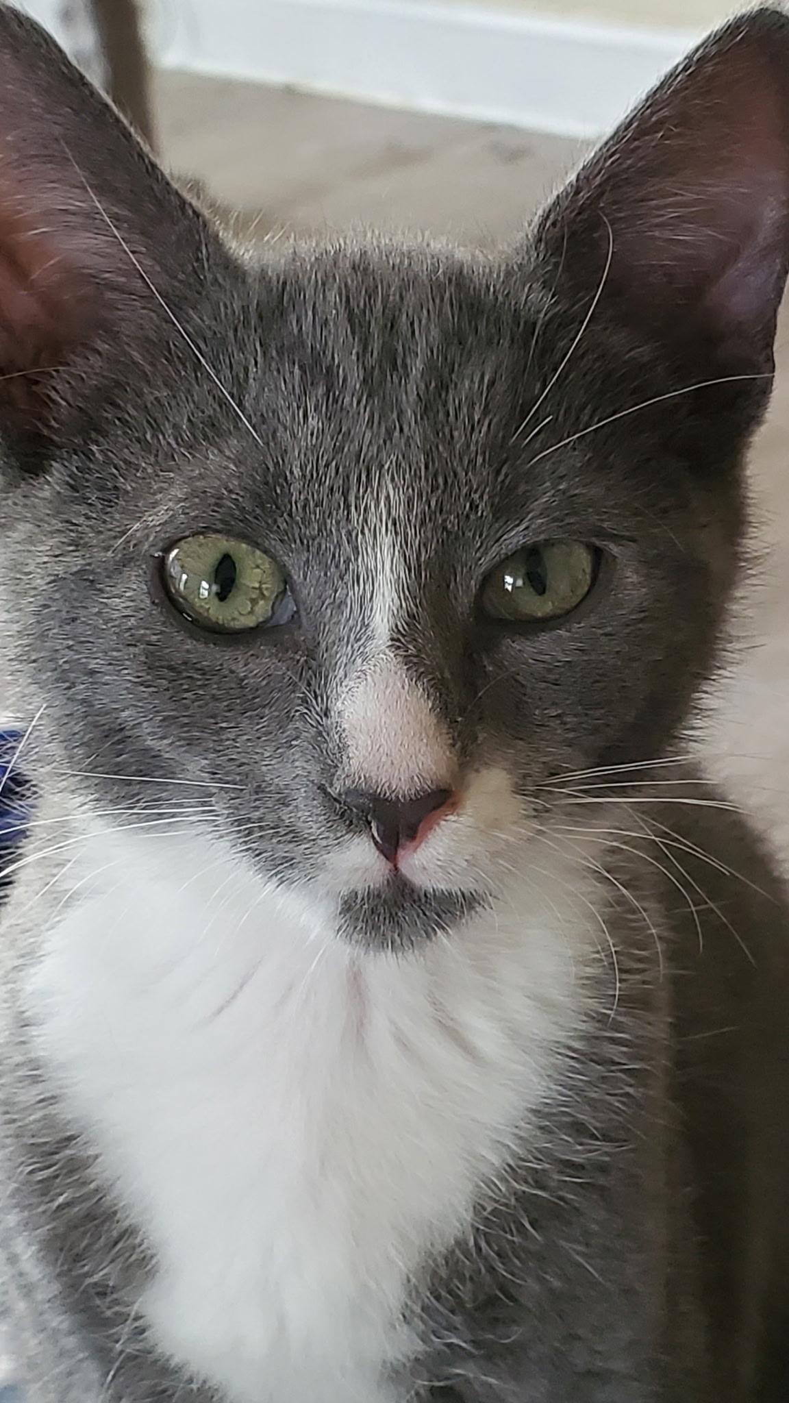 Petey, Adoptable, Kitten Male Domestic Short Hair.