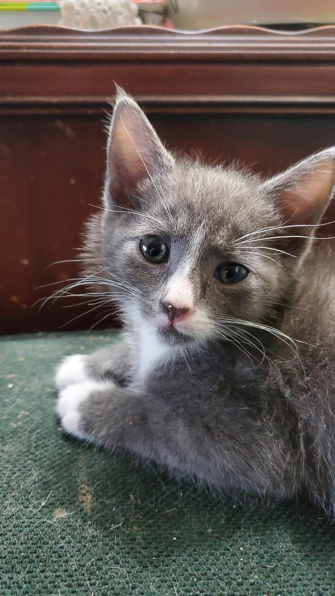 Enlarge Petey, a Adoptable Domestic Short Hair in Turnersville, NJ image 4/6