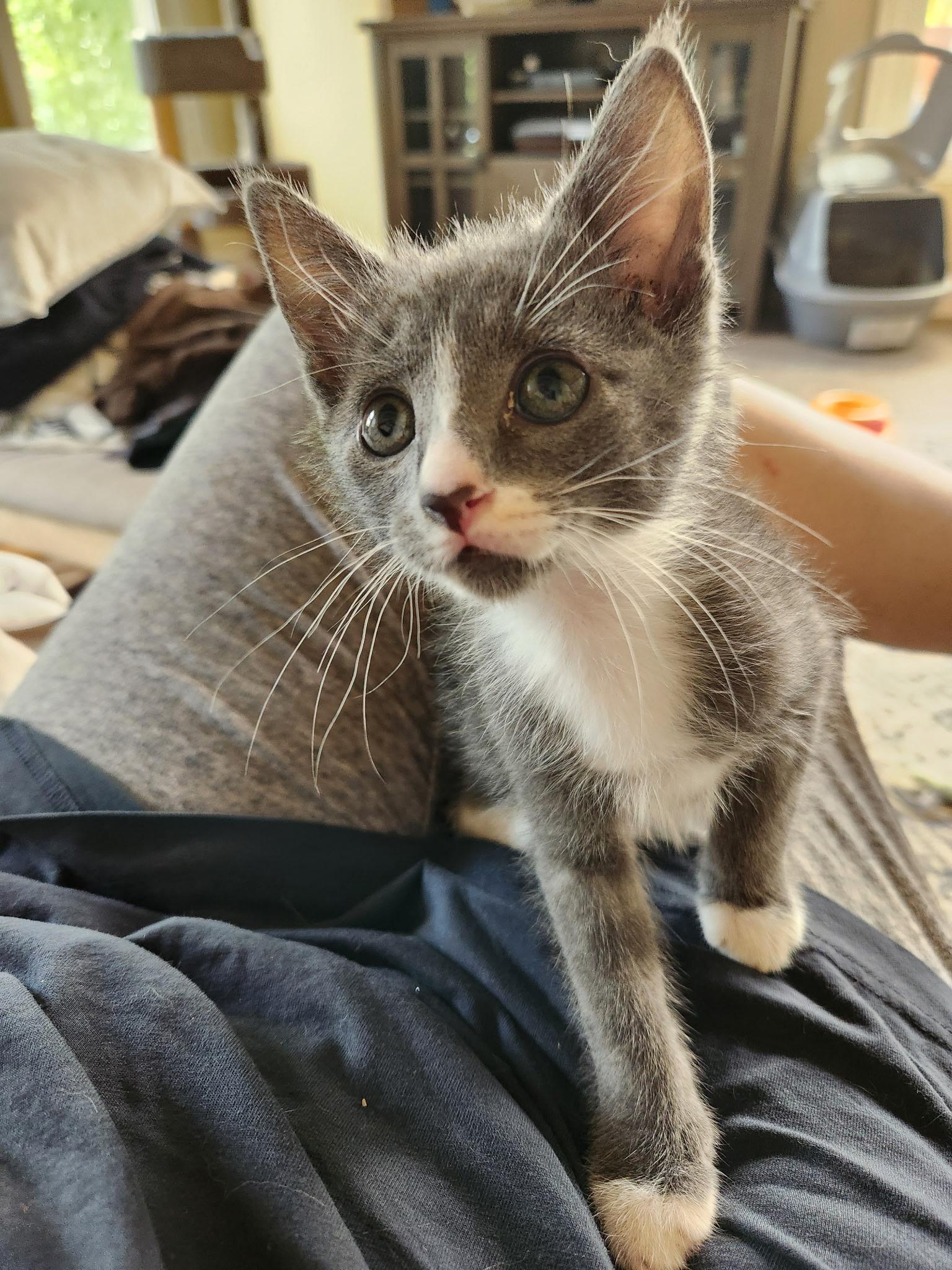 Enlarge Petey, a Adoptable Domestic Short Hair in Turnersville, NJ image 2/6