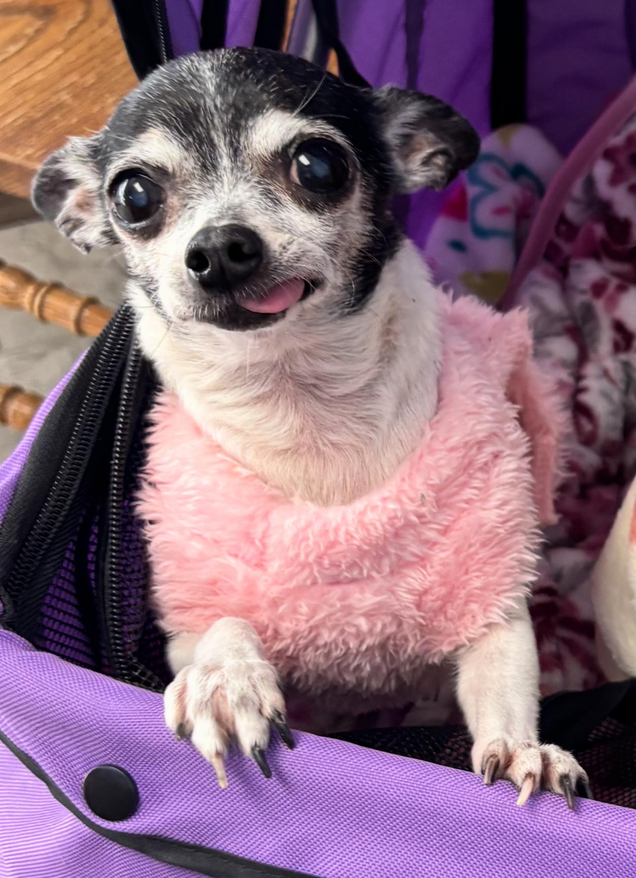 Hattie Mae, adopted, Senior Female Chihuahua.
