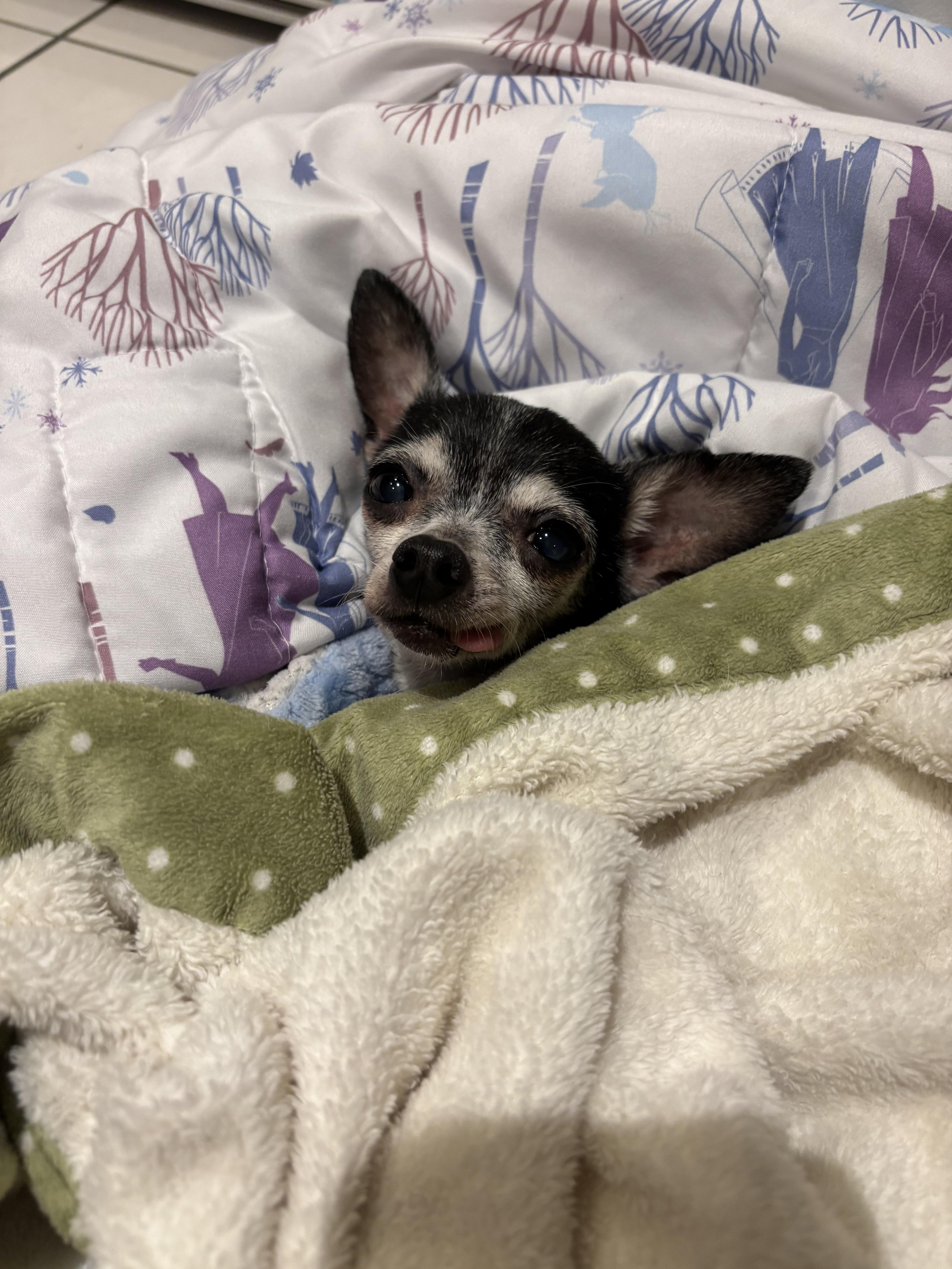 Enlarge Hattie Mae, an adopted Chihuahua in Marysville, OH image 2/3