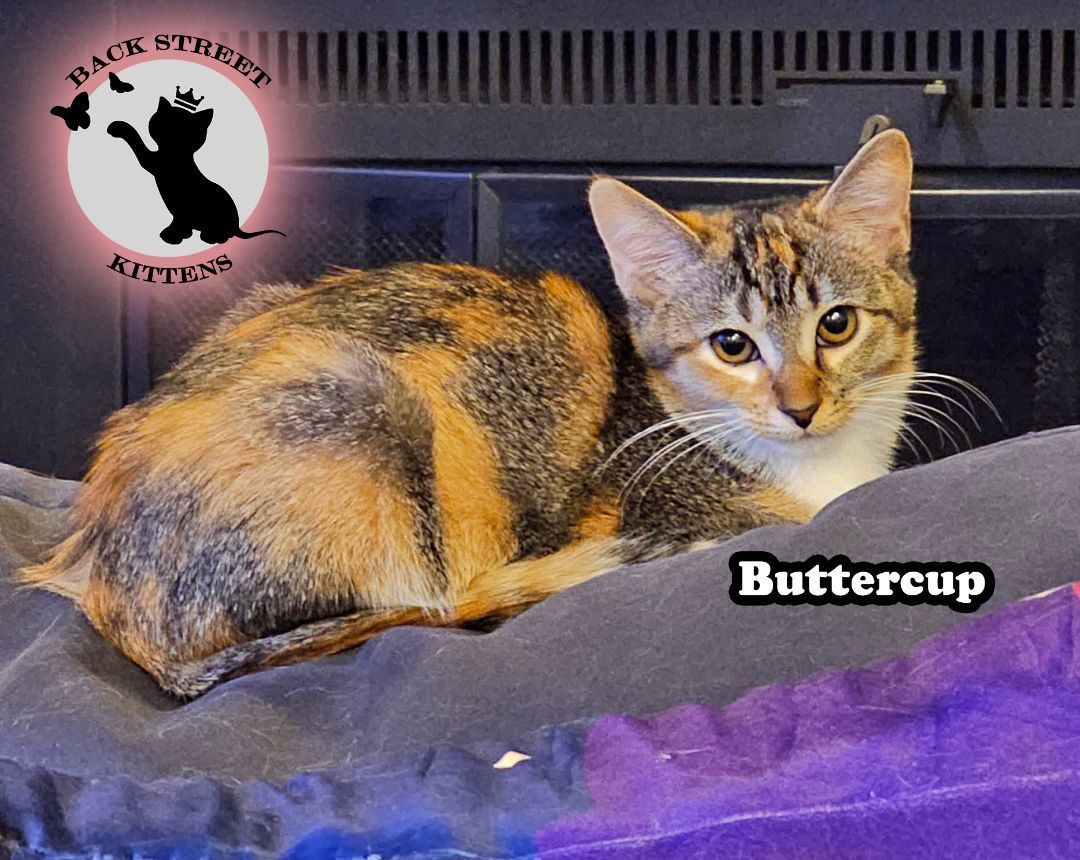 Buttercup, Adopted, Kitten Female Domestic Short Hair.