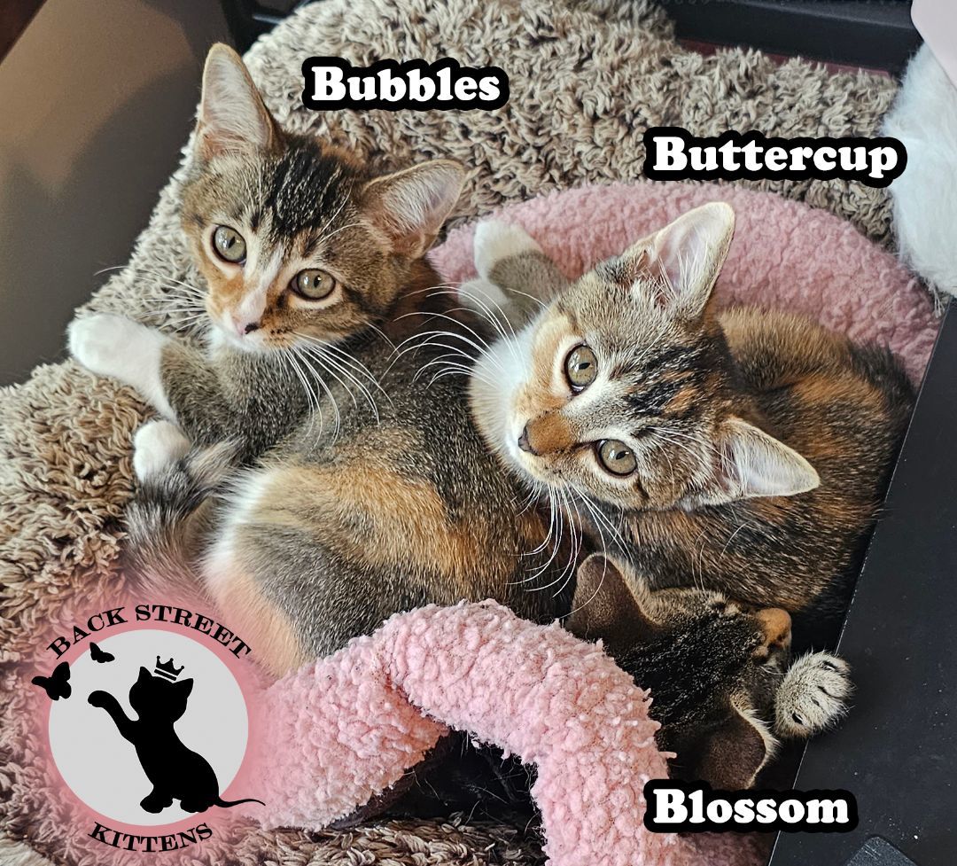 Enlarge Buttercup, a Adopted Domestic Short Hair in Dacula, GA image 4/6