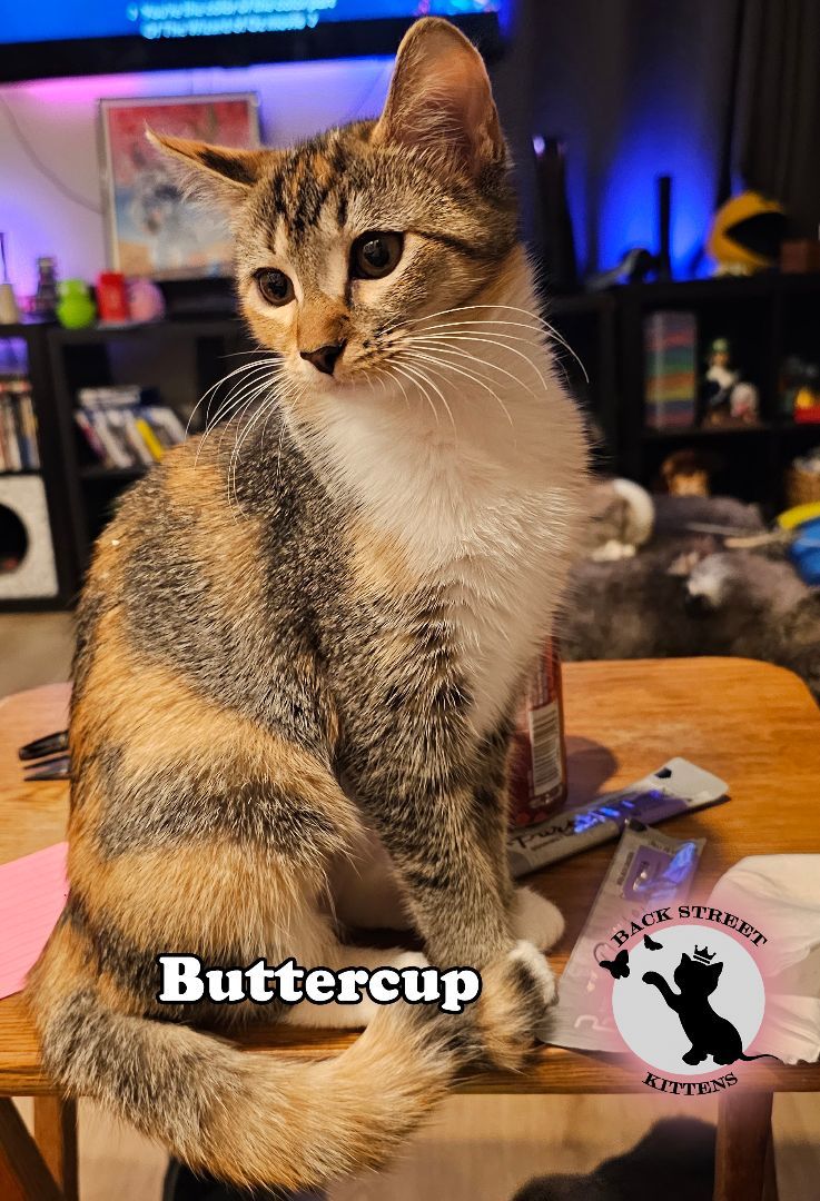 Enlarge Buttercup, a Adopted Domestic Short Hair in Dacula, GA image 5/6