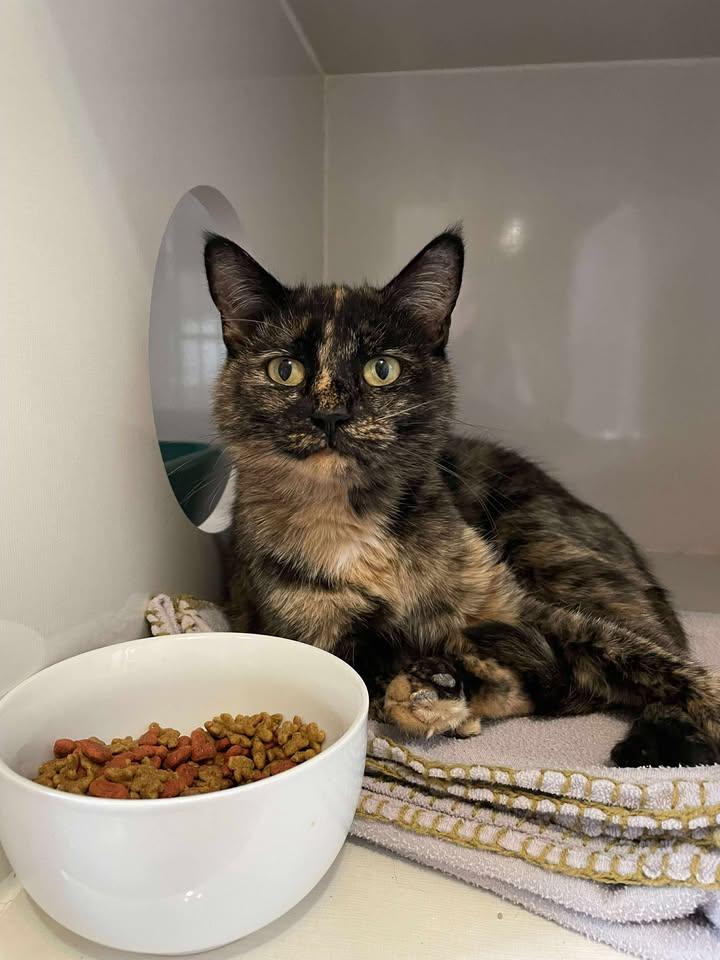 Dewdrop, an adoptable Domestic Short Hair in Arthurette, NB, E7H 4C2 | Photo Image 1